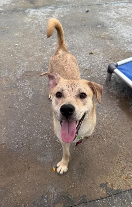 Enlarge Daphne, a Adoptable mixed breed in New Orleans, LA image 2/3