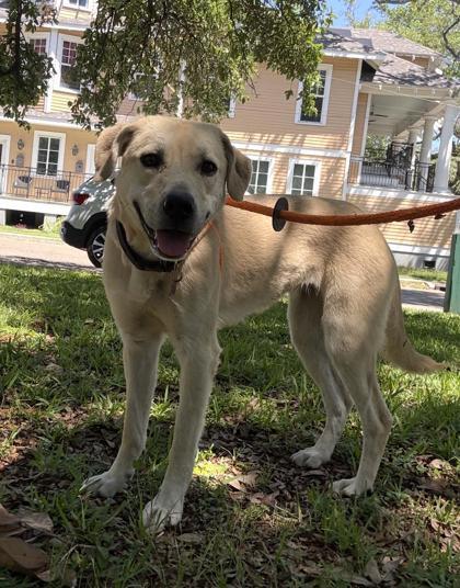 Enlarge Daphne, a Adoptable mixed breed in New Orleans, LA image 2/3