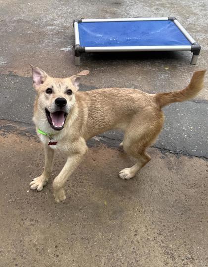 Enlarge Daphne, a Adoptable mixed breed in New Orleans, LA image 3/3
