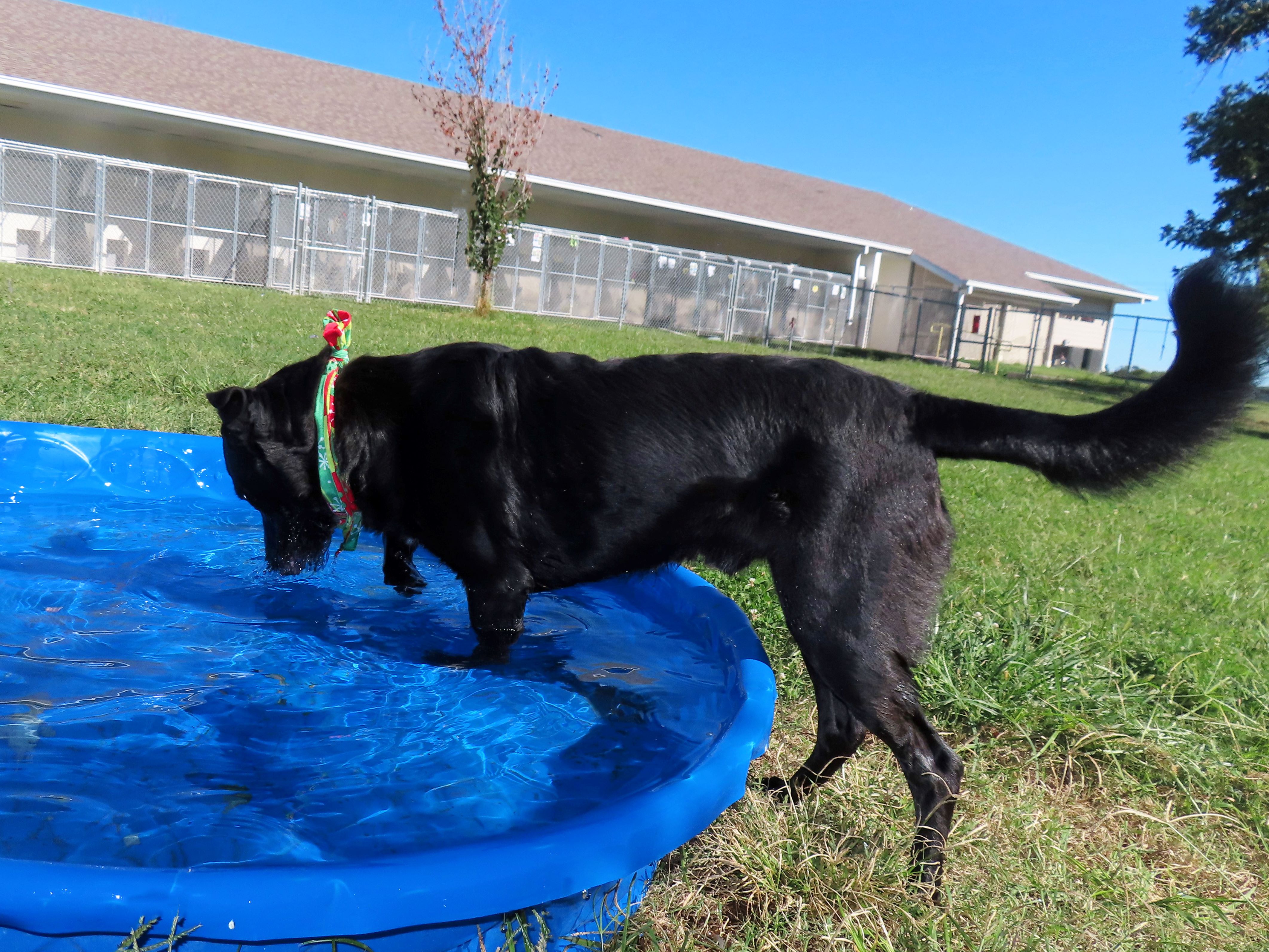 Dog for adoption Neptune, a Black Labrador Retriever & Shepherd Mix