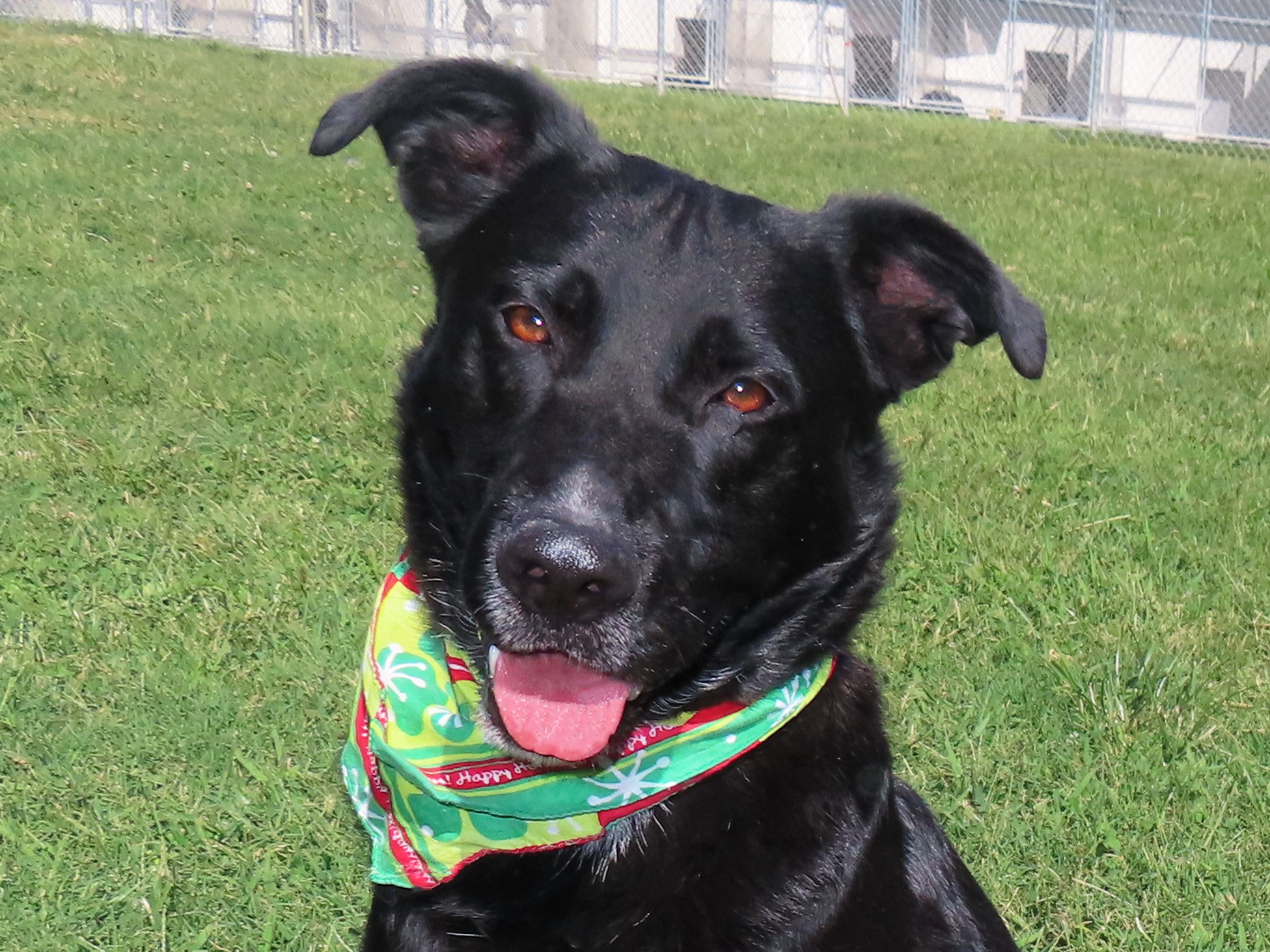 Dog for adoption Neptune, a Black Labrador Retriever & Shepherd Mix