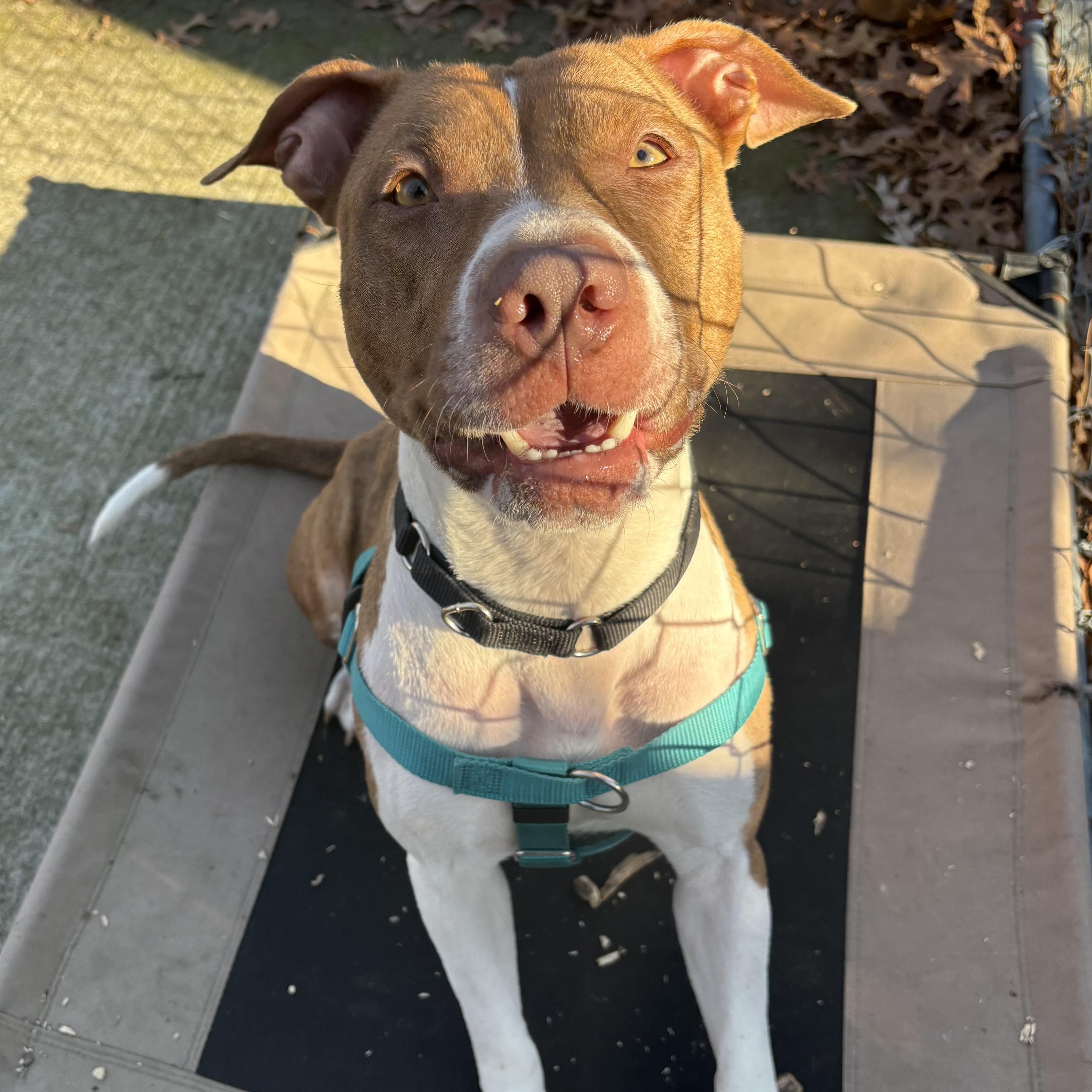 Enlarge Cinnababy, a ADOPTABLE Pit Bull Terrier in Eatontown, NJ image 2/6