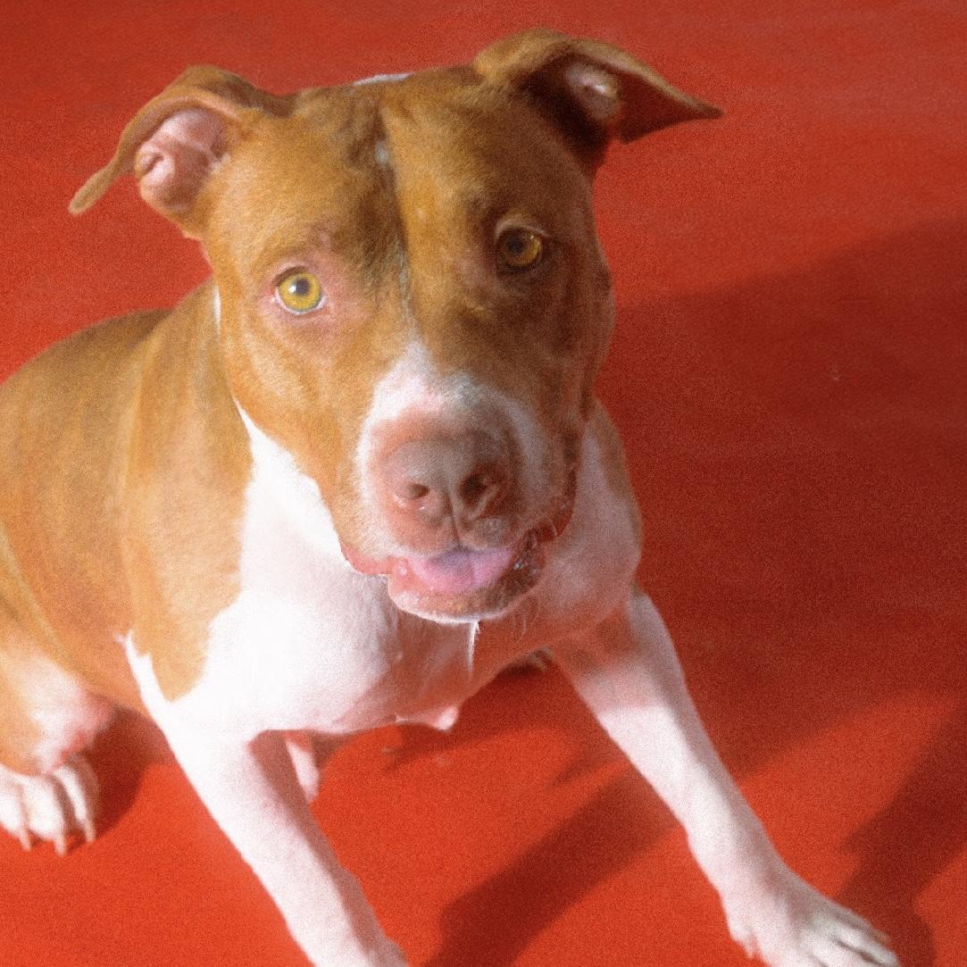 Enlarge Cinnababy, a ADOPTABLE Pit Bull Terrier in Eatontown, NJ image 5/6