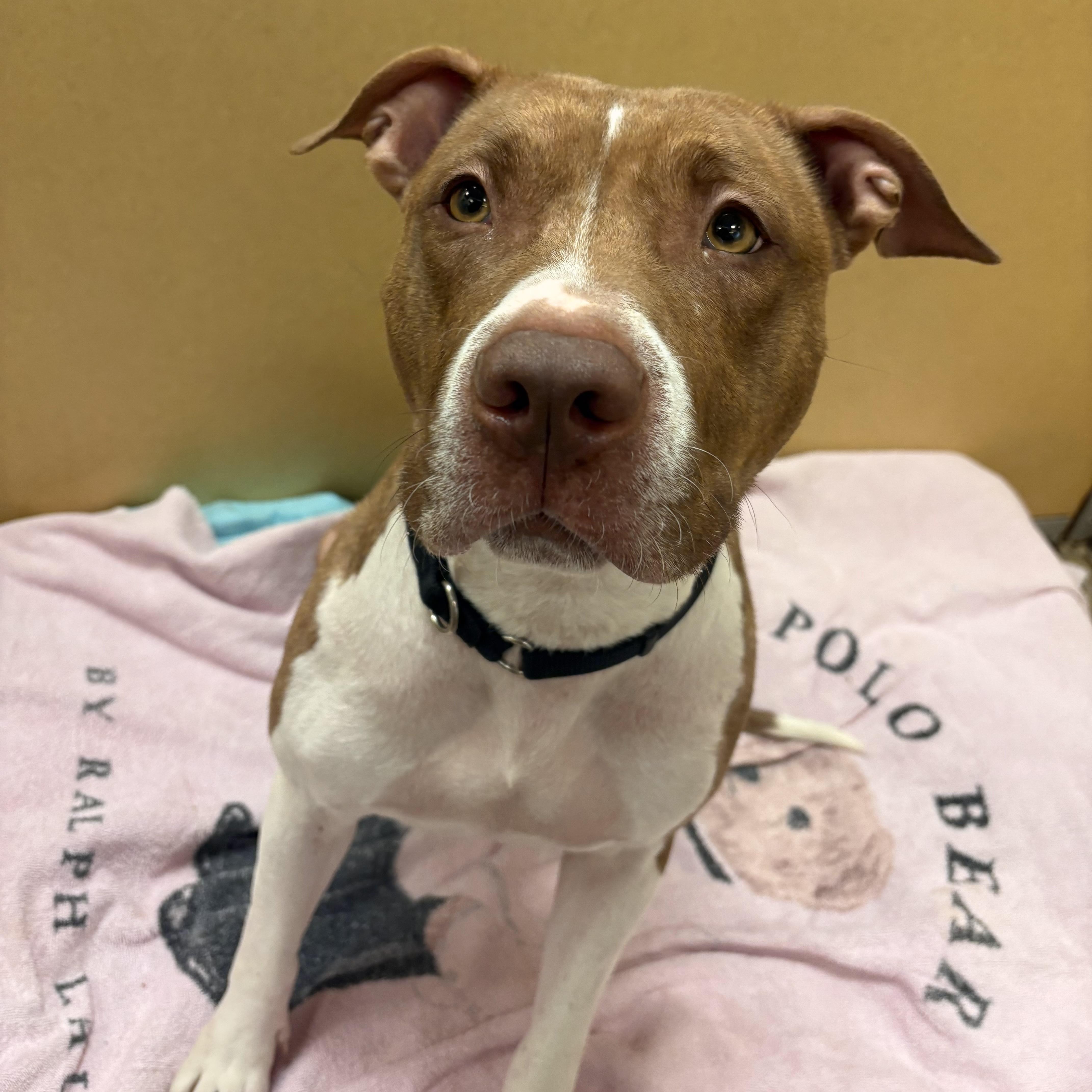 Enlarge Cinnababy, a ADOPTABLE Pit Bull Terrier in Eatontown, NJ image 4/6