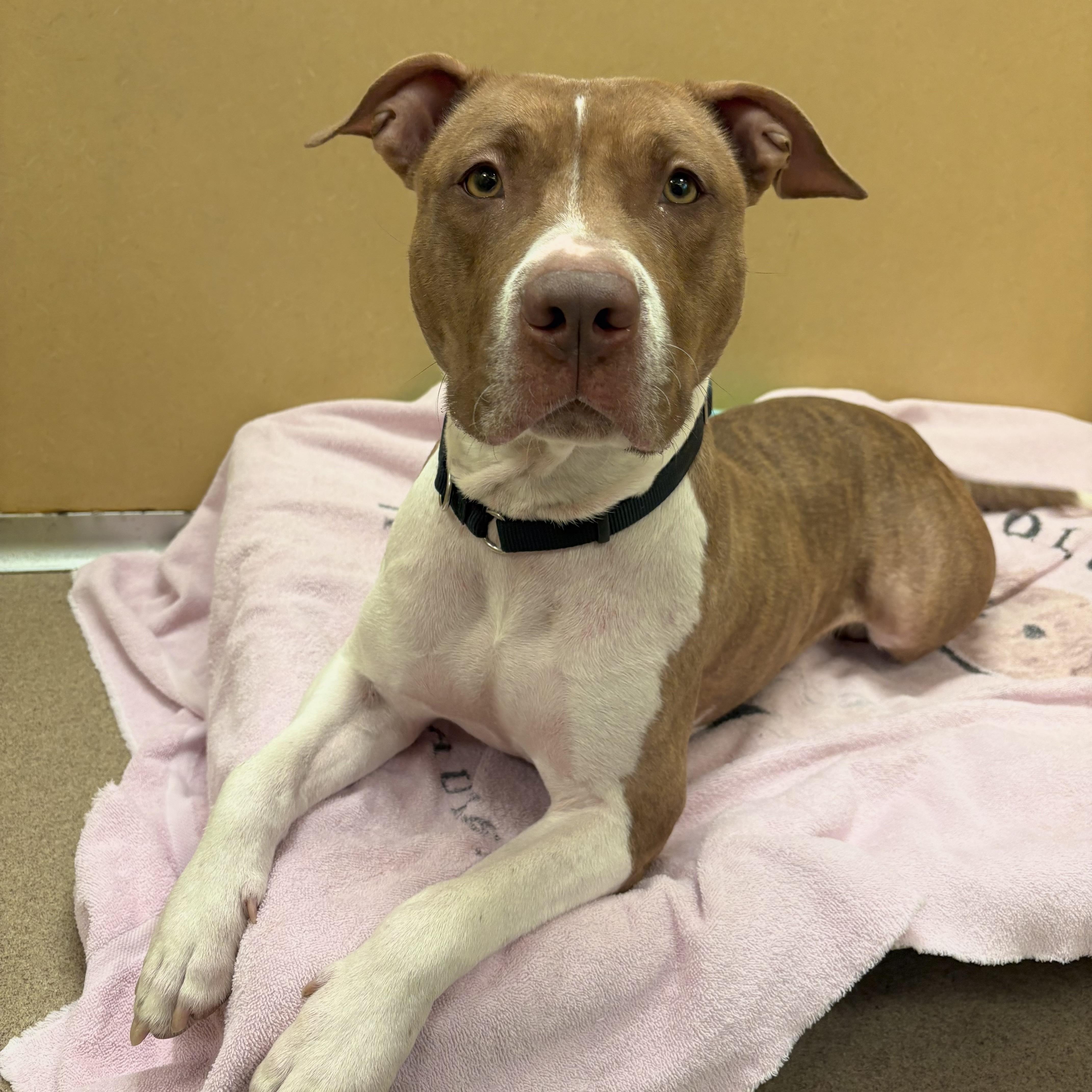 Enlarge Cinnababy, a ADOPTABLE Pit Bull Terrier in Eatontown, NJ image 6/6