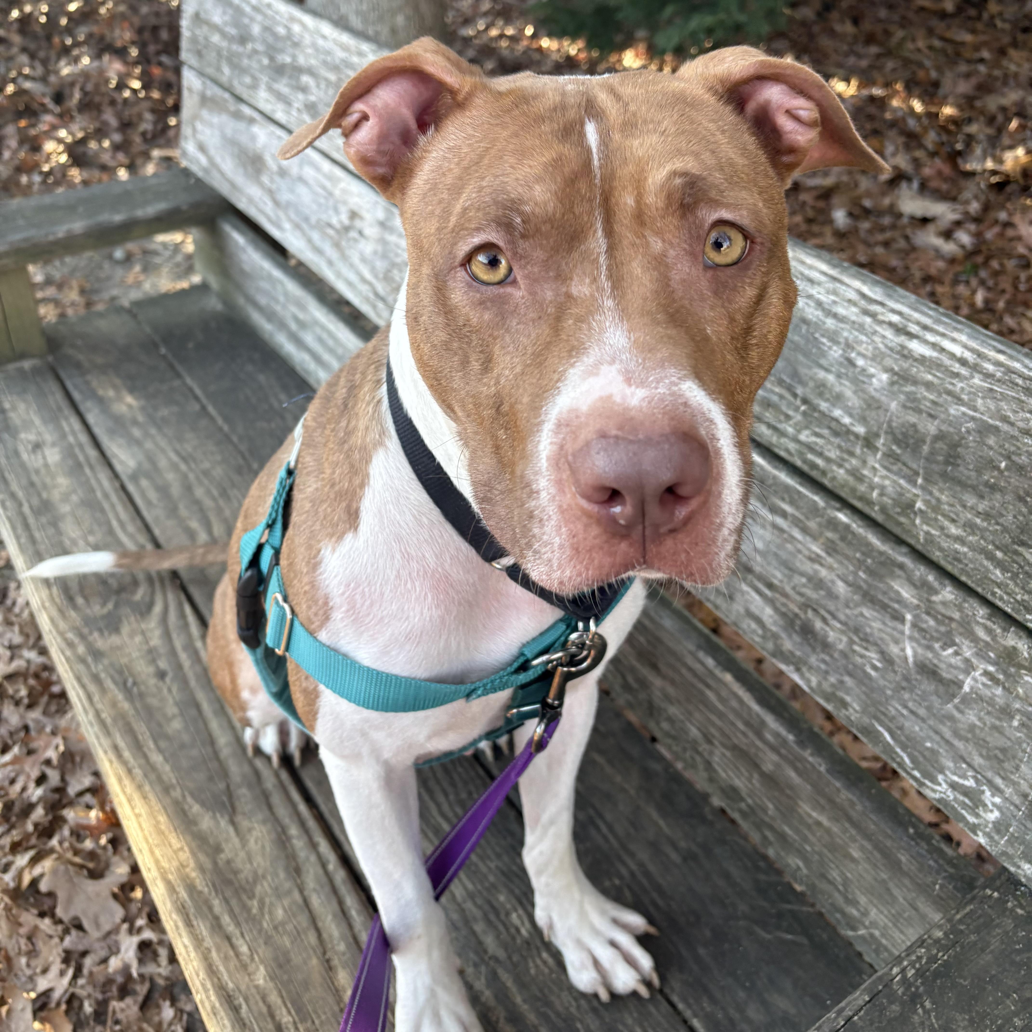 Enlarge Cinnababy, a ADOPTABLE Pit Bull Terrier in Eatontown, NJ image 3/6