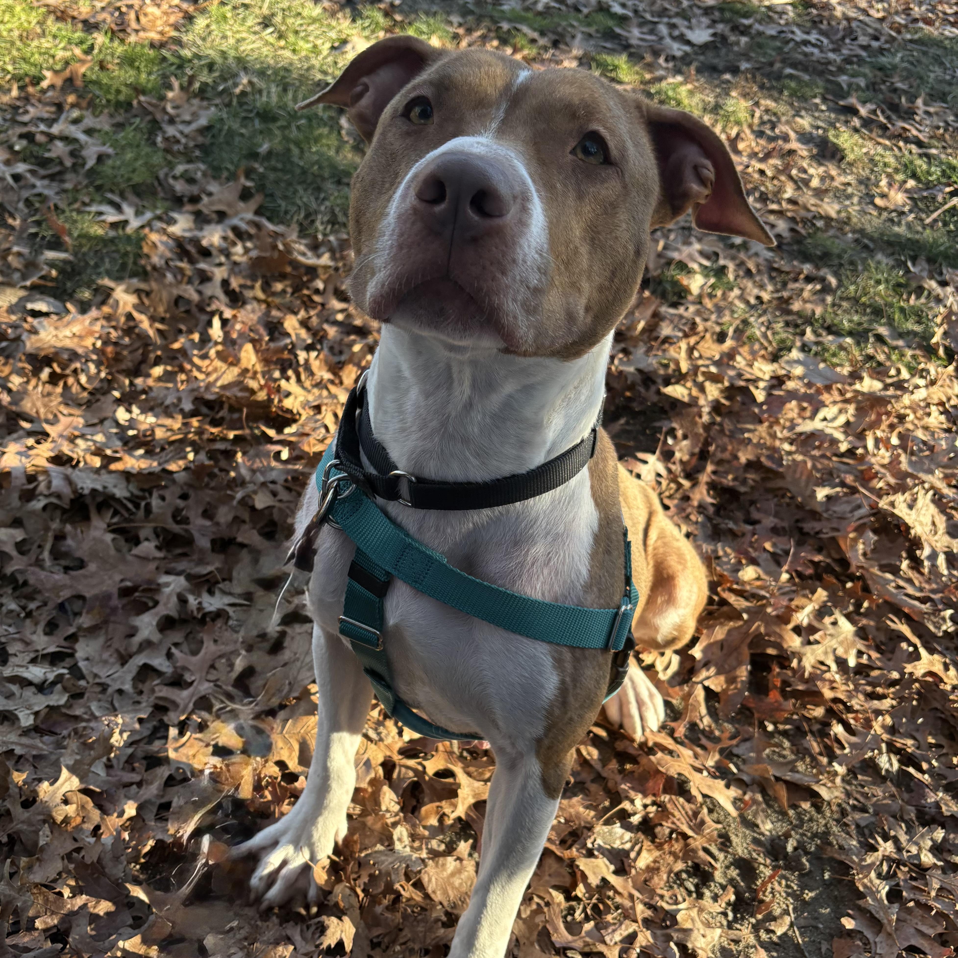 Cinnababy, ADOPTABLE, Adult Female Pit Bull Terrier.