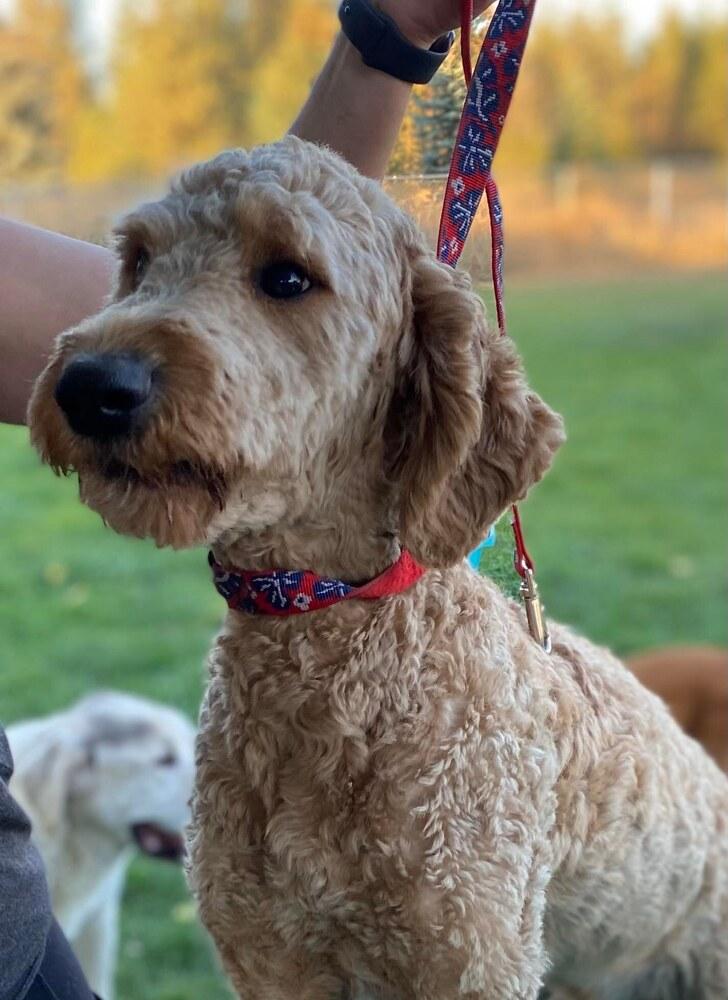 Dude *SPECIAL NEEDS* *READ ENTIRE DESCRIPTION*, Adoptable, Adult Male Goldendoodle.