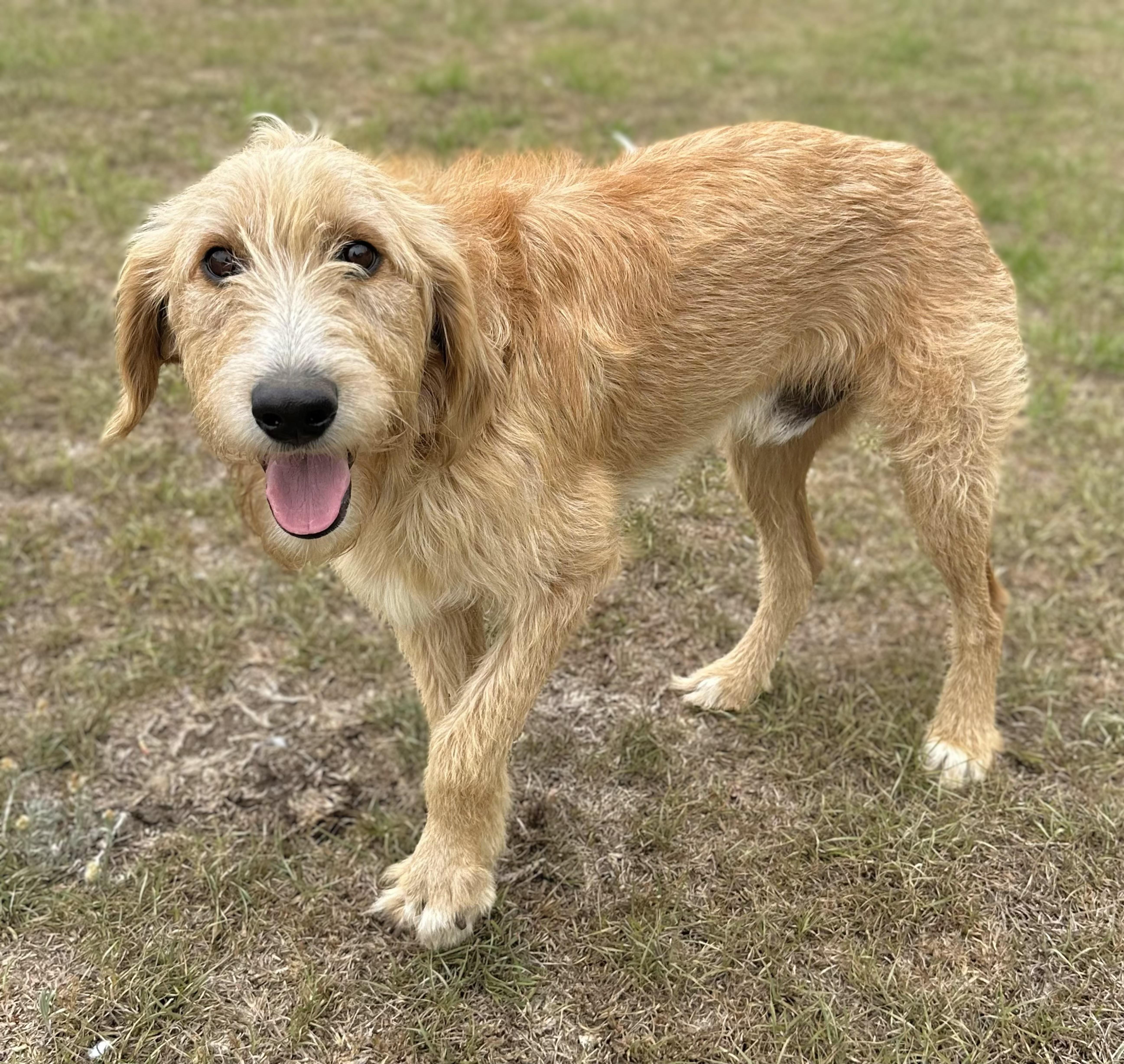 Goose, an adoptable Goldendoodle in Douglas, GA image 1/2