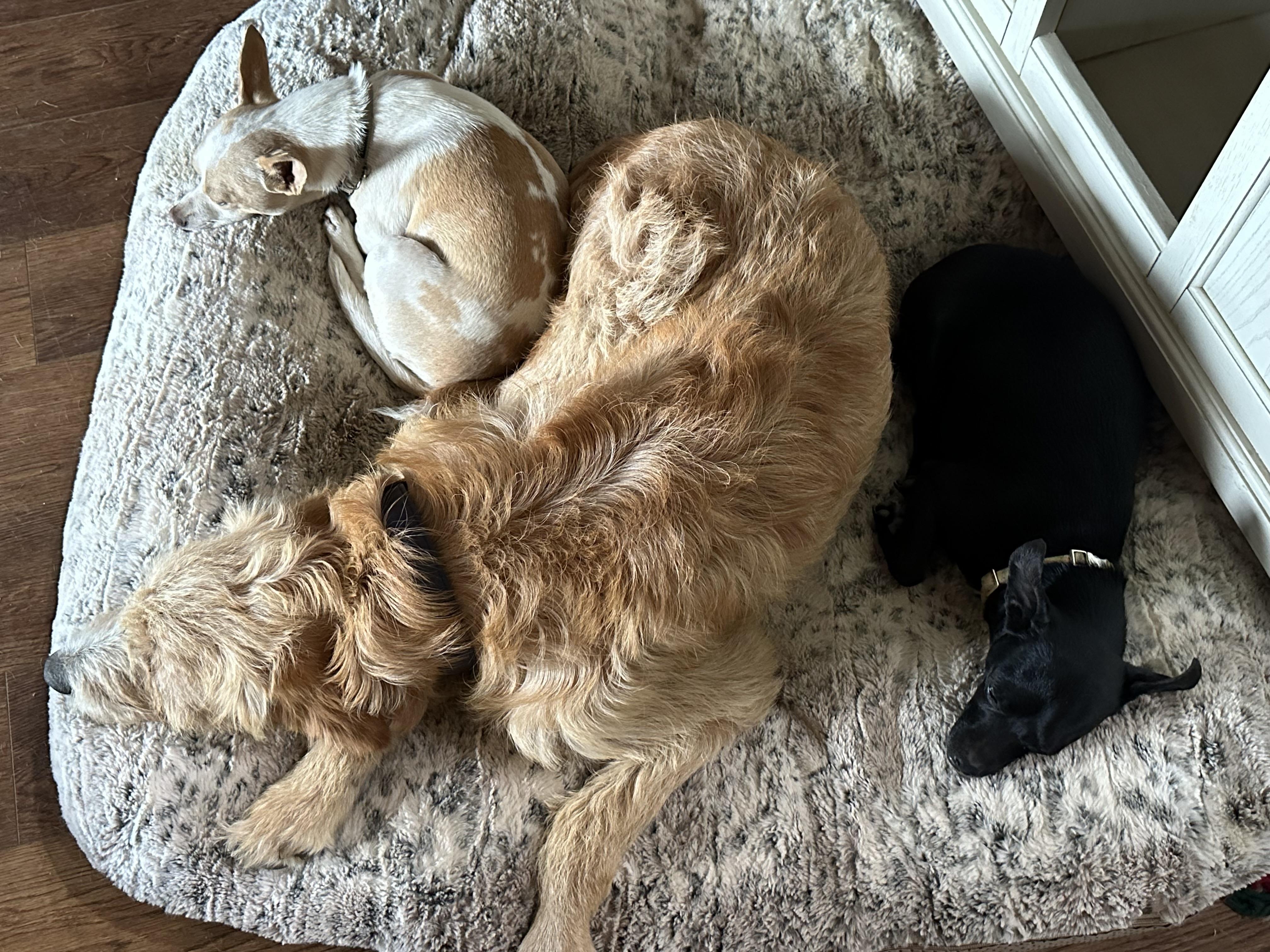 Goose, an adoptable Goldendoodle in Douglas, GA image 2/2