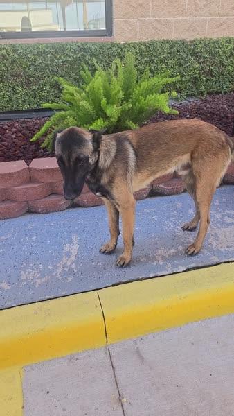 Enlarge ZORRO, a Adoptable Belgian Shepherd / Malinois in Eau Claire, WI image 5/5