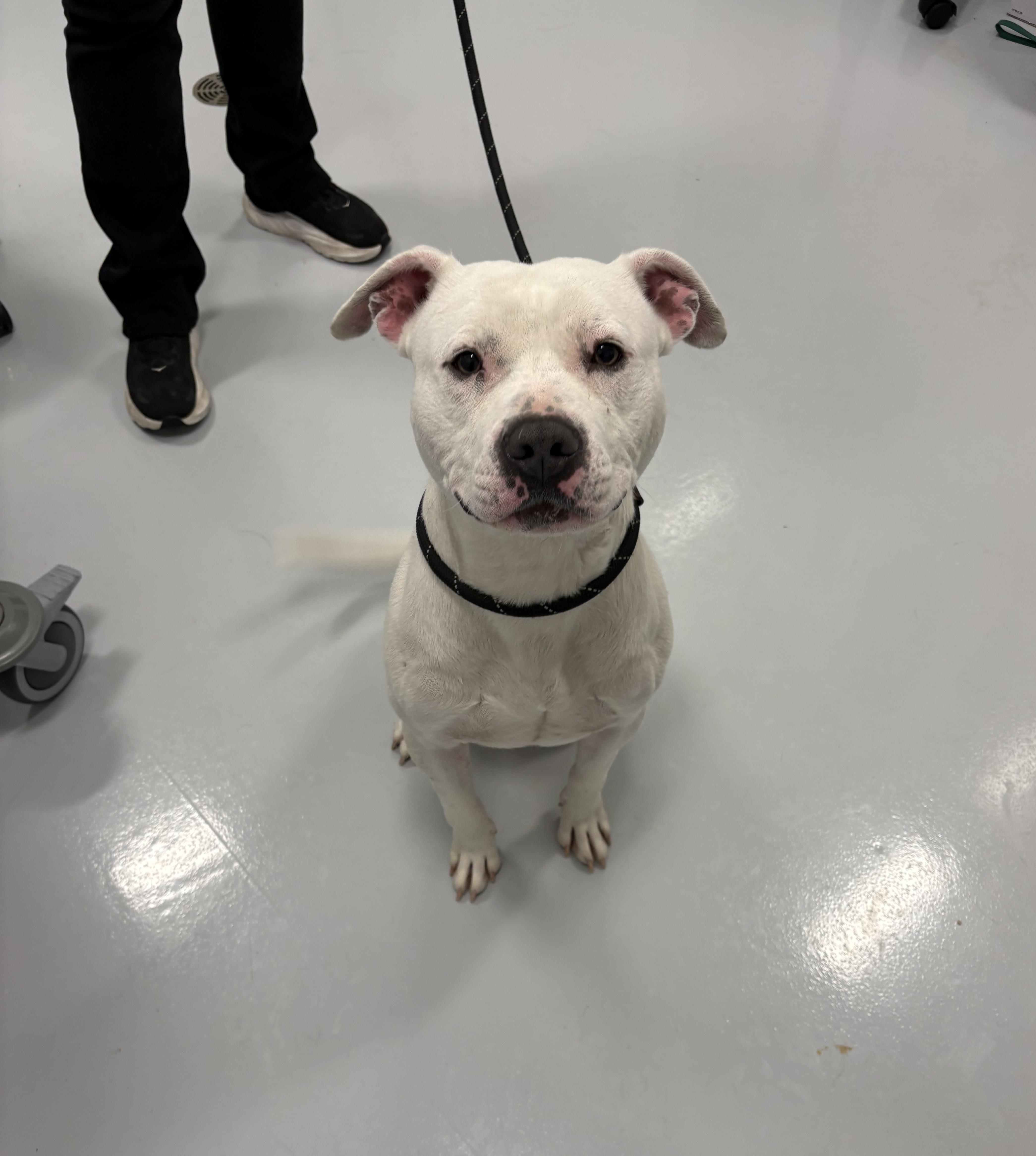 Enlarge Rooney, a Adoptable mixed breed in Kankakee, IL image 1/2