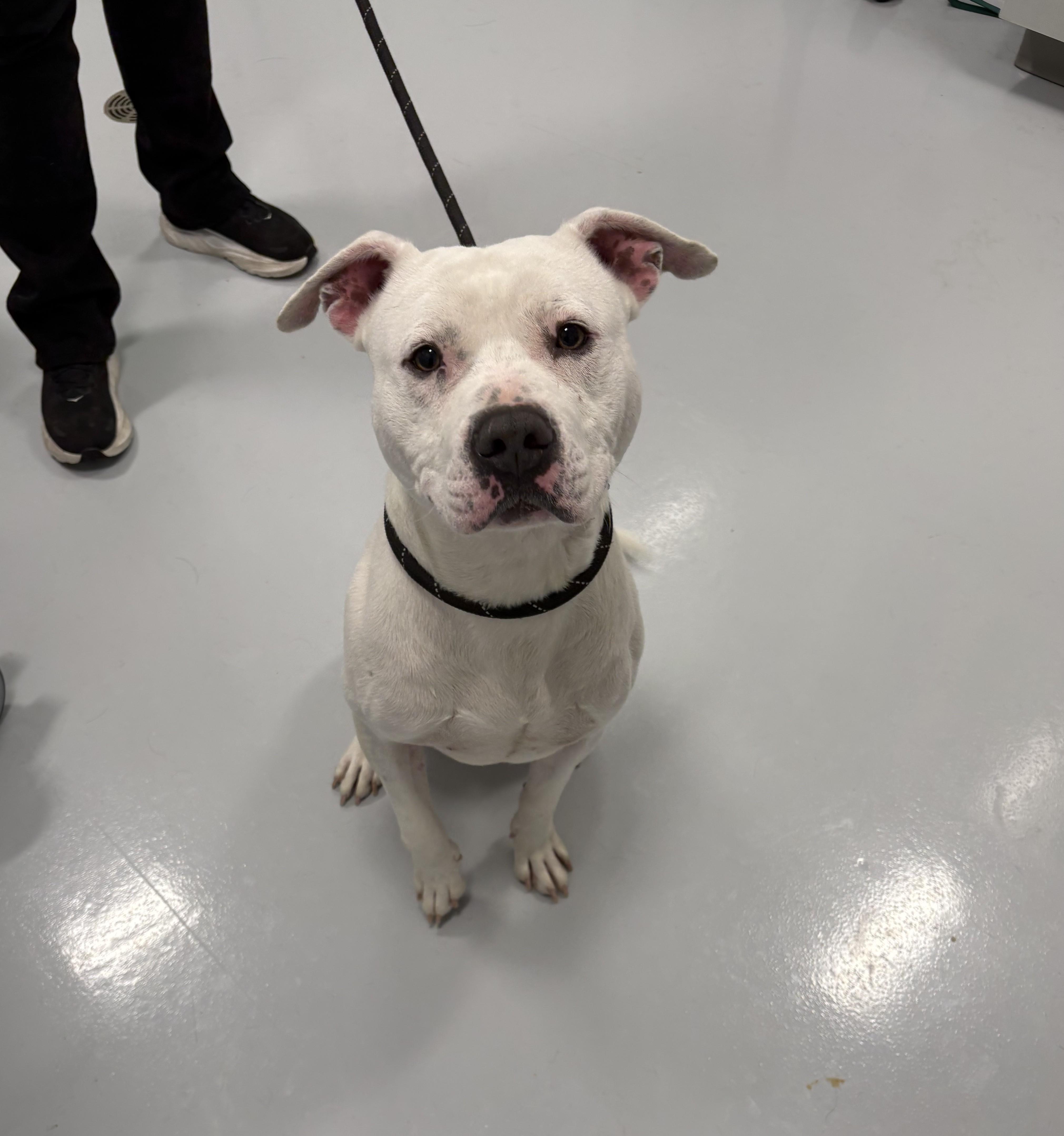 Enlarge Rooney, a Adoptable mixed breed in Kankakee, IL image 2/2