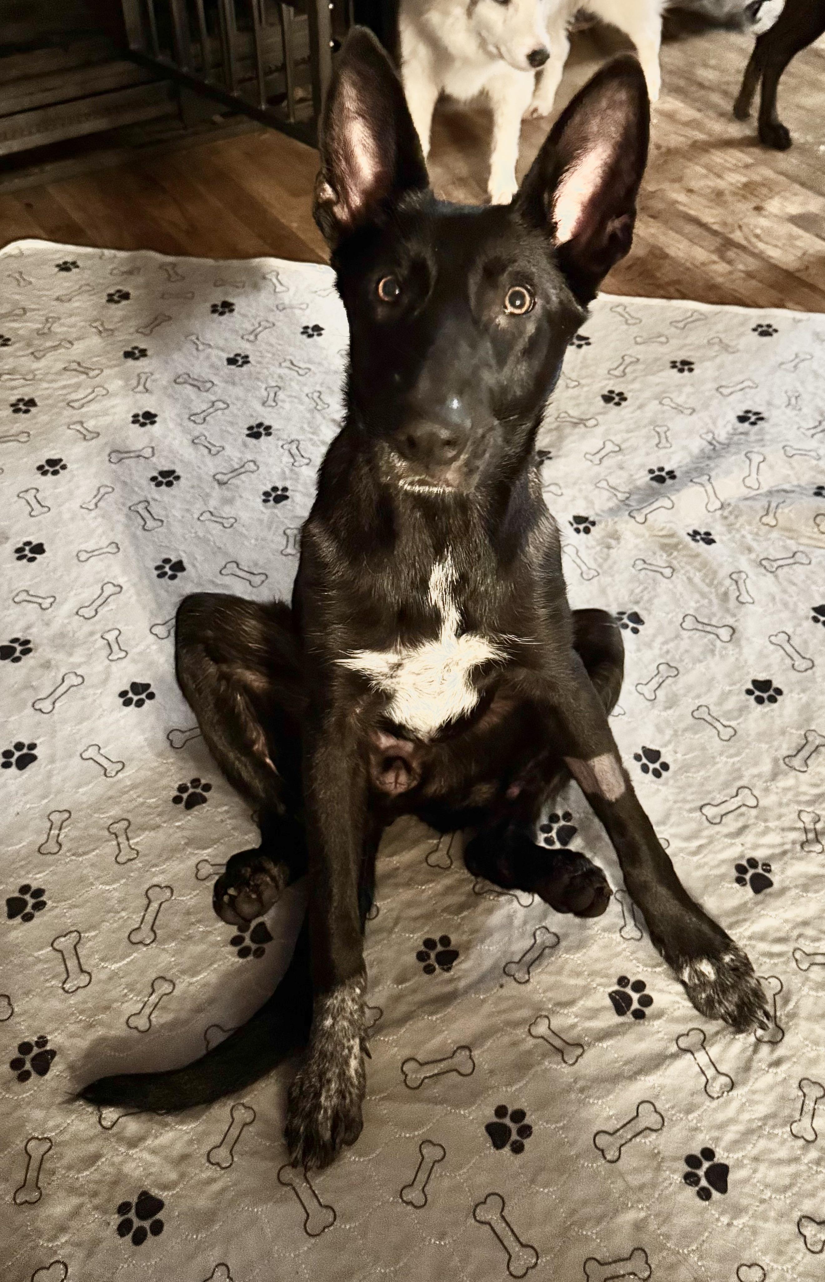 Samba, Adoptable, Young Female German Shepherd Dog.