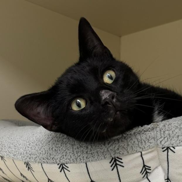 Ed, Adoptable, Adult Male Domestic Short Hair.