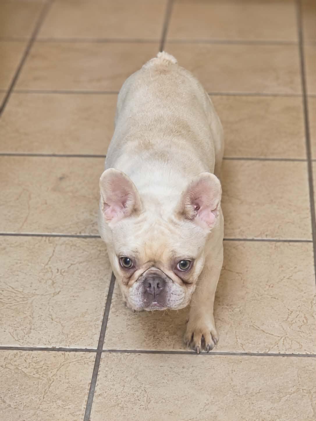 Carmella, ADOPTABLE, Adult Female French Bulldog.