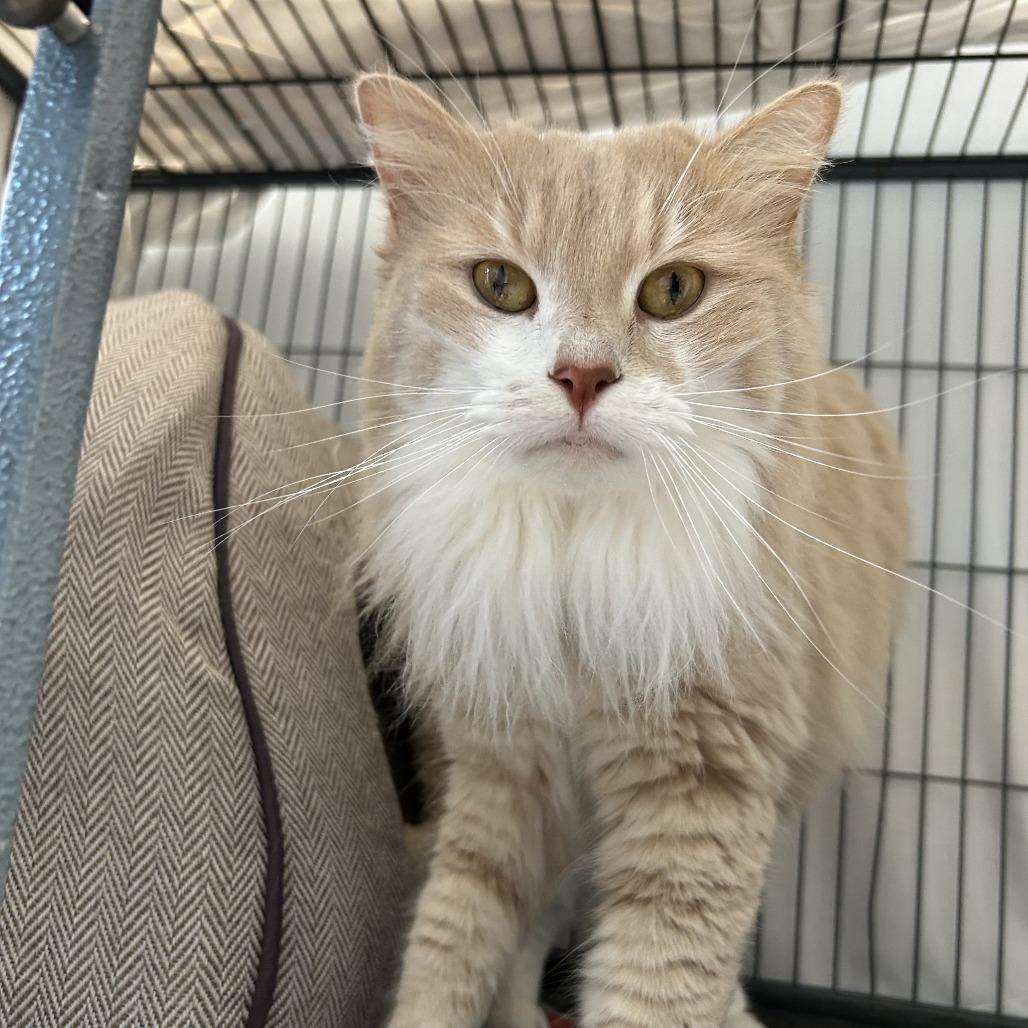 Puff, Adoptable, Senior Female Domestic Long Hair.