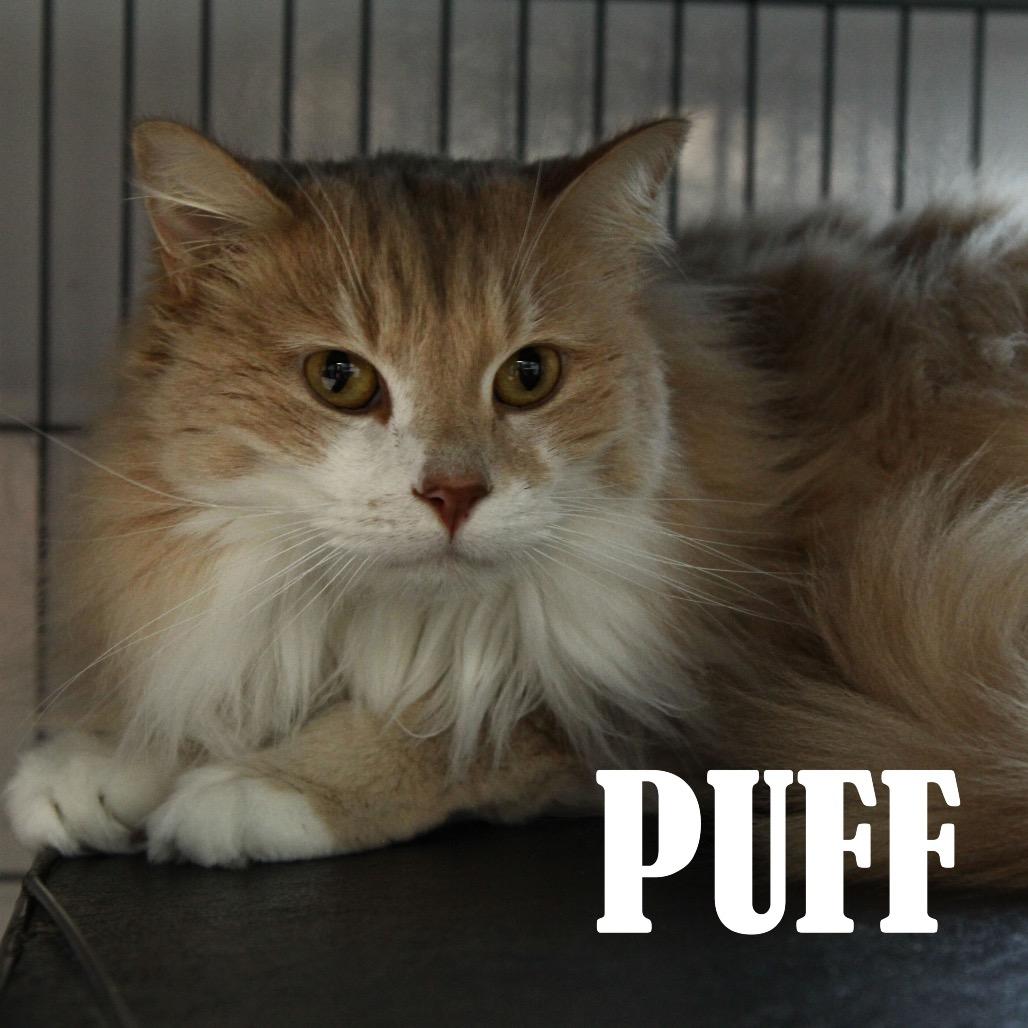 Puff, a Adoptable Domestic Long Hair in Mooresville, NC image 2/2