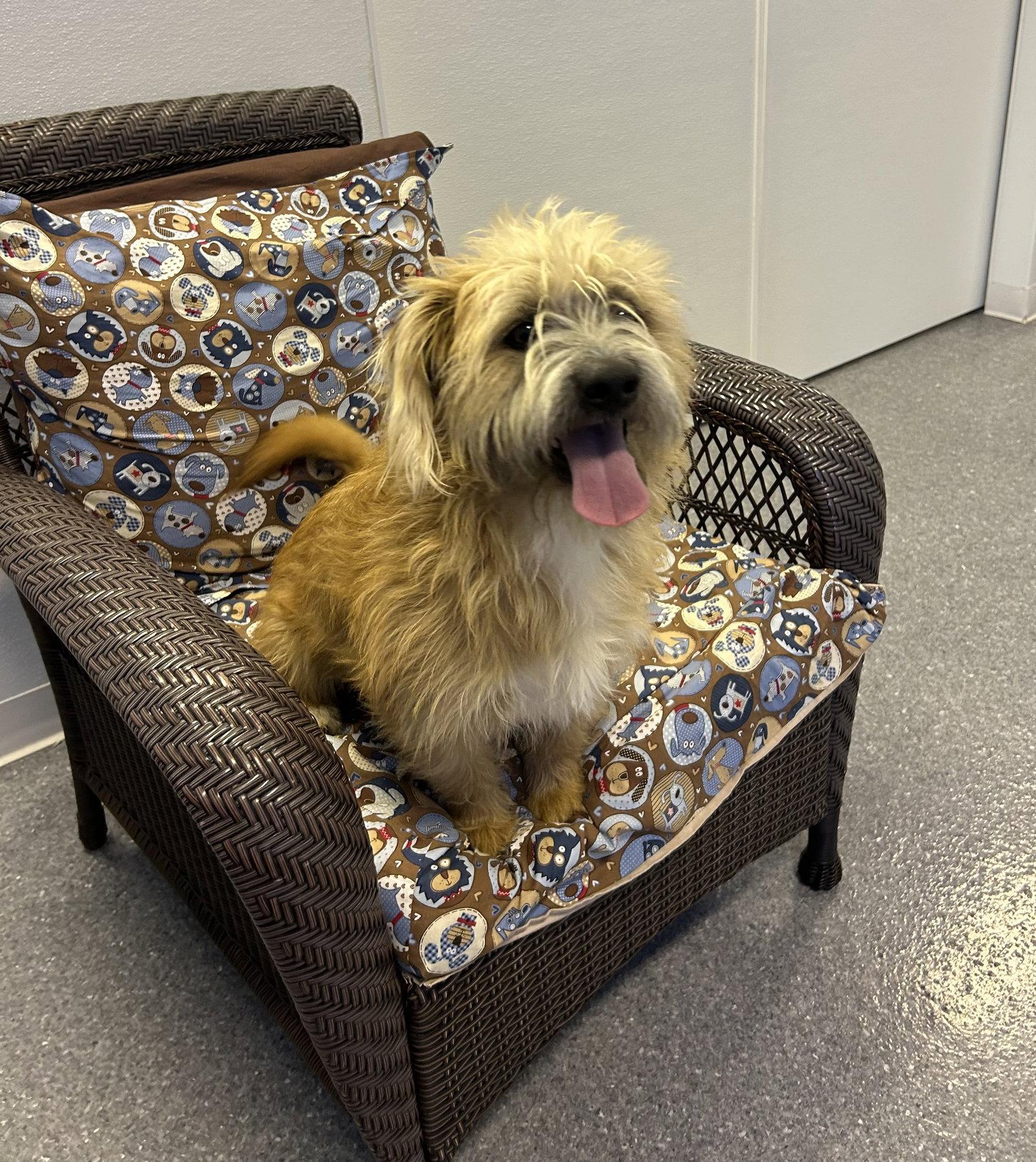 Benji, Adoptable, Adult Male Wire Fox Terrier.