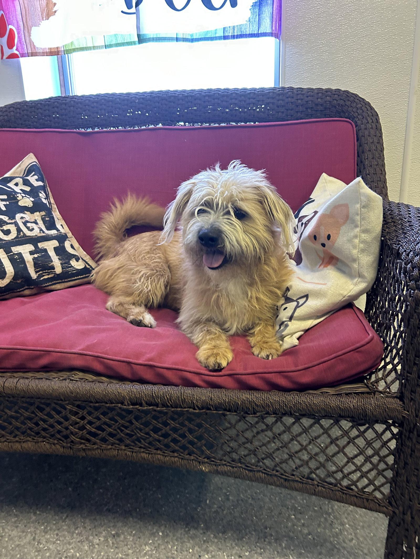 Enlarge Benji, a Adoptable Wire Fox Terrier in Steeleville, IL image 2/3