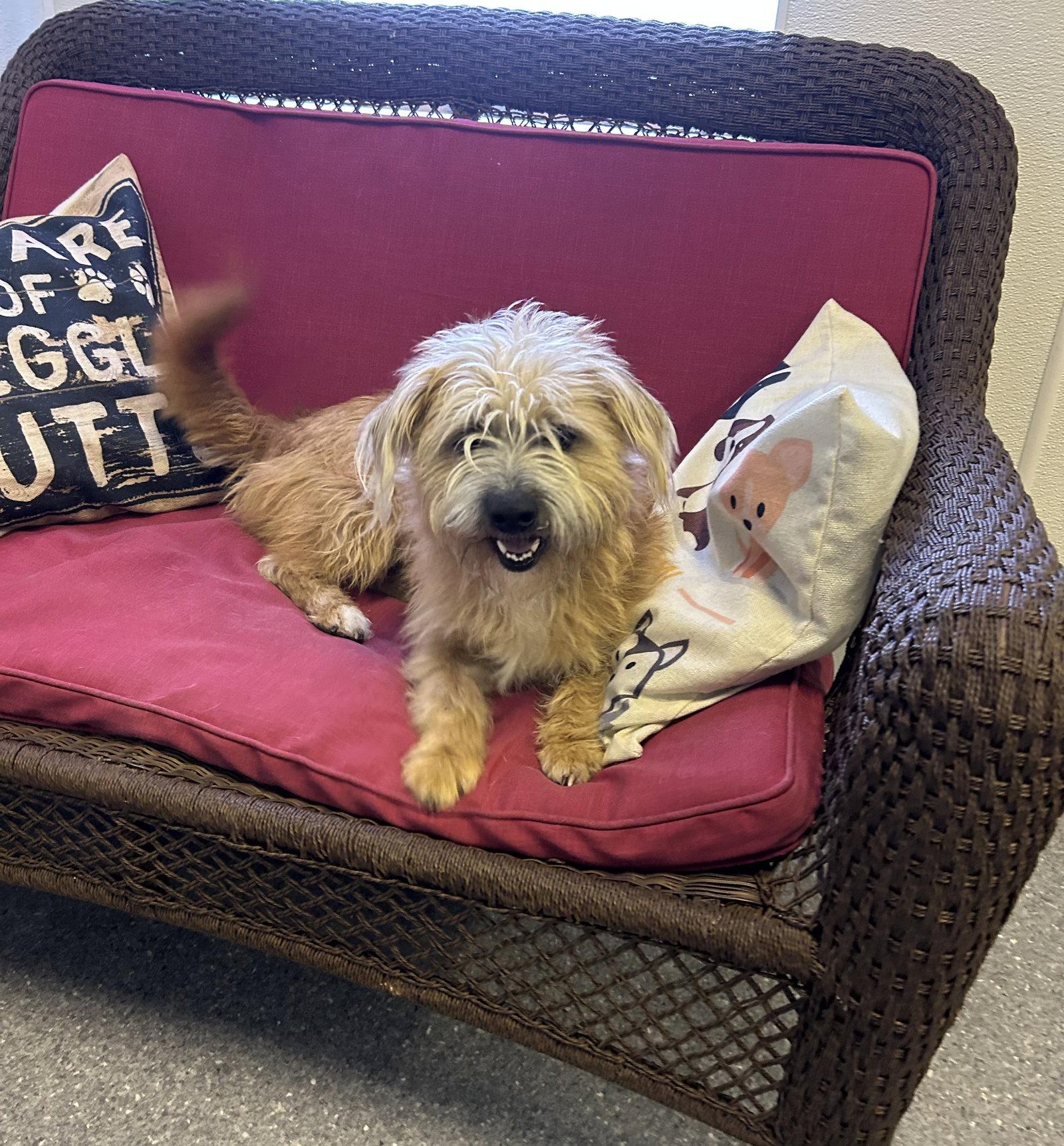 Enlarge Benji, a Adoptable Wire Fox Terrier in Steeleville, IL image 3/3