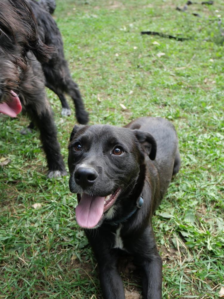 Enlarge Bear, a Adoptable mixed breed in Boulder, CO image 3/6
