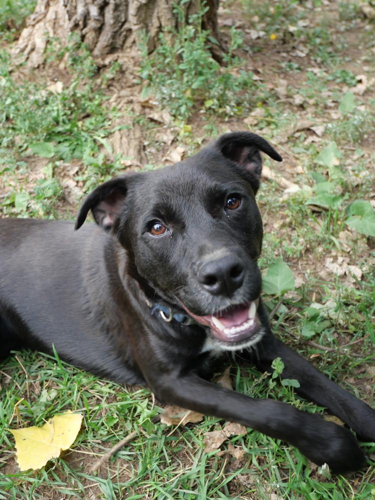 Enlarge Bear, a Adoptable mixed breed in Boulder, CO image 5/6