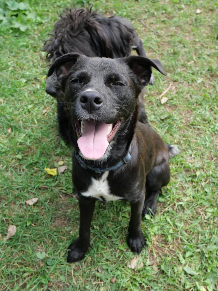 Enlarge Bear, a Adoptable mixed breed in Boulder, CO image 1/6