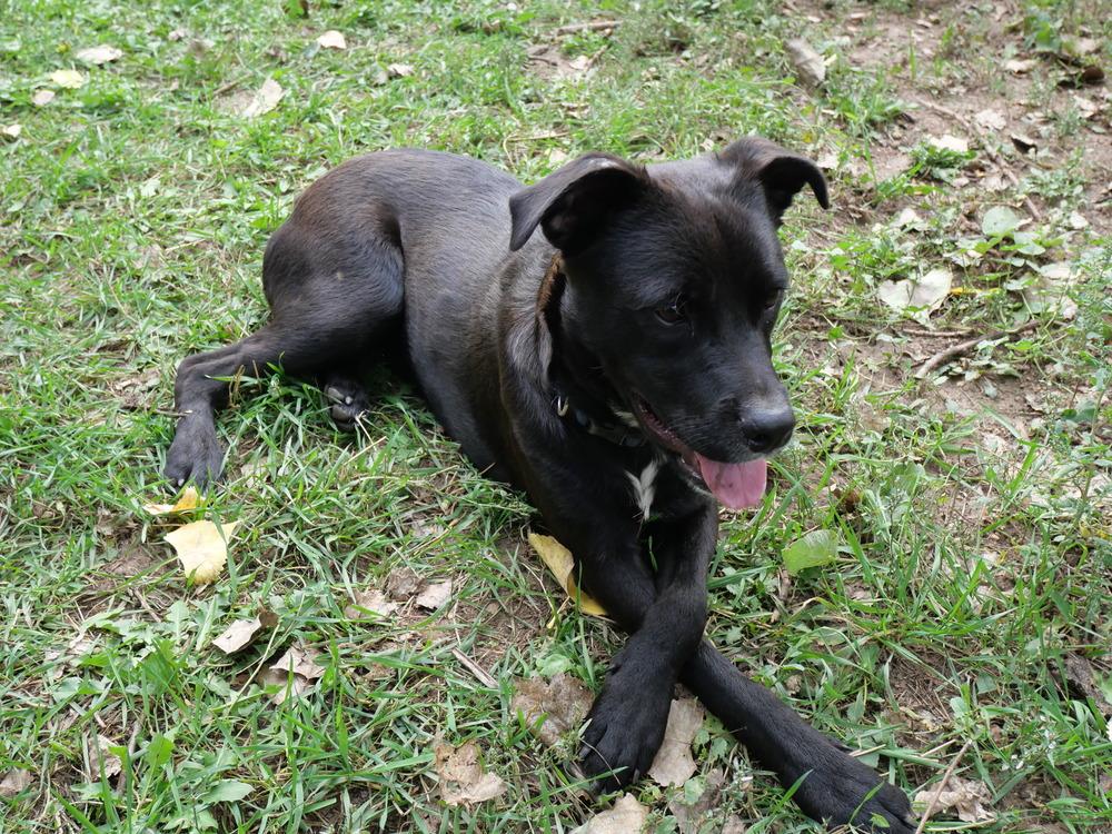 Enlarge Bear, a Adoptable mixed breed in Boulder, CO image 6/6