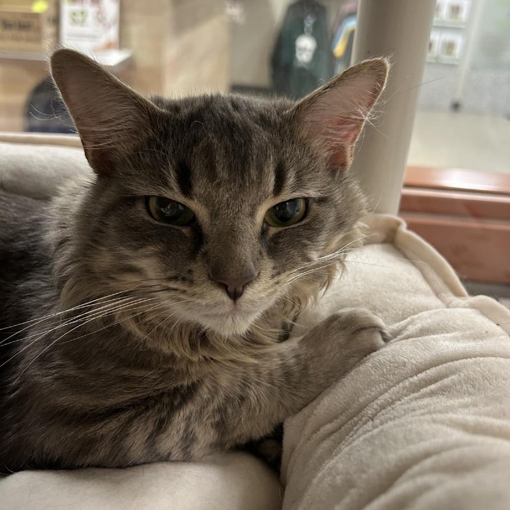 Diya, Adoptable, Adult Male Domestic Short Hair.