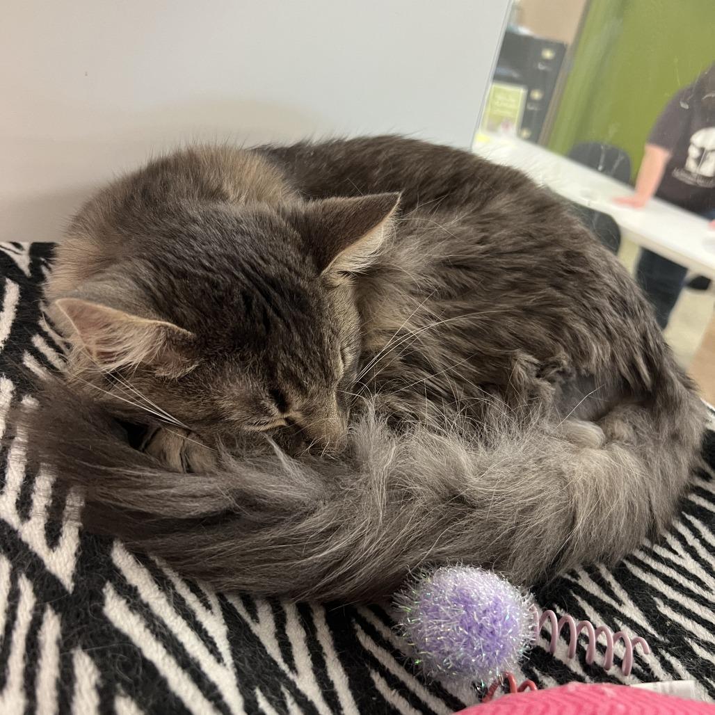 Diya, a Adoptable Domestic Short Hair in Saint Cloud, MN image 2/3