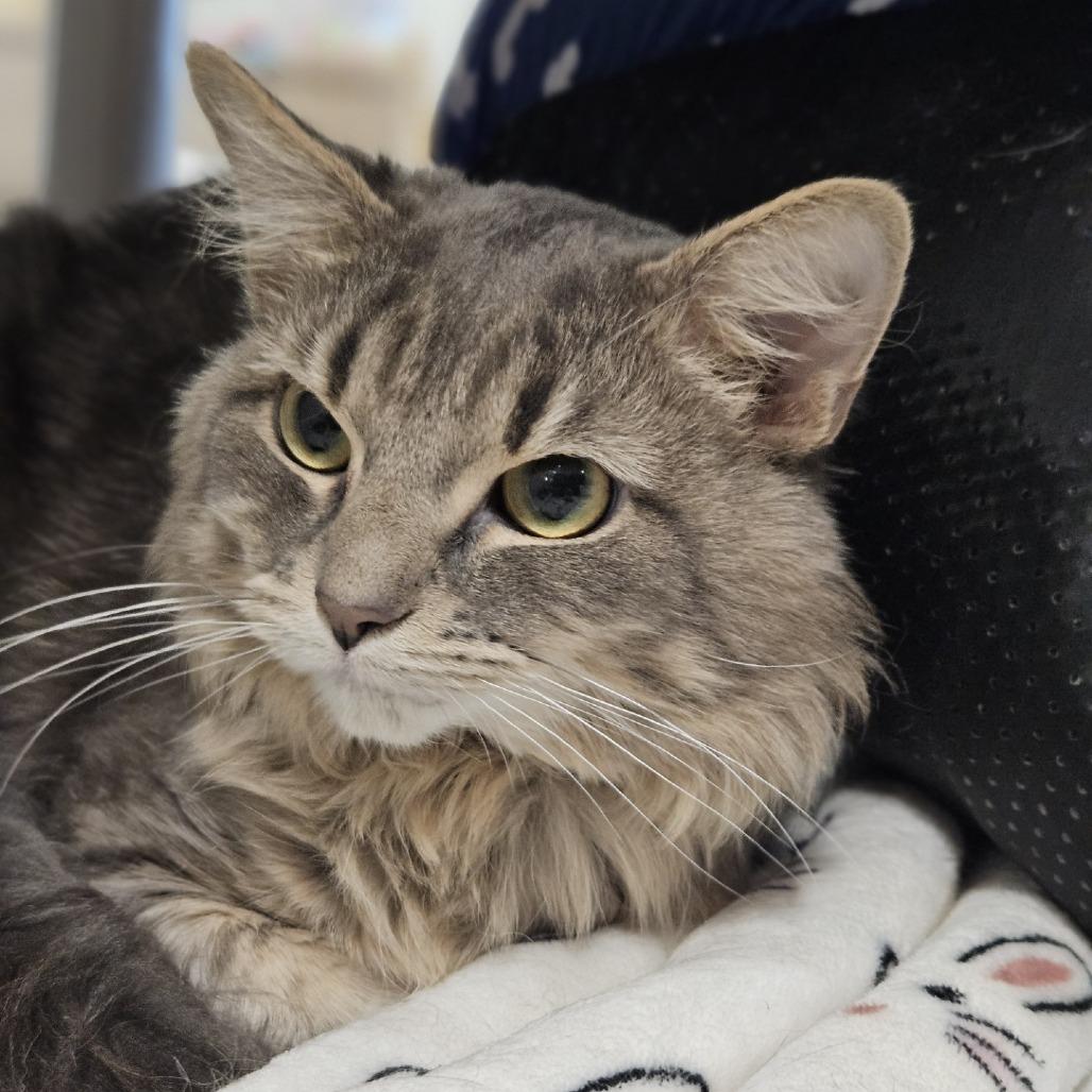 Diya, a Adoptable Domestic Short Hair in Saint Cloud, MN image 3/3