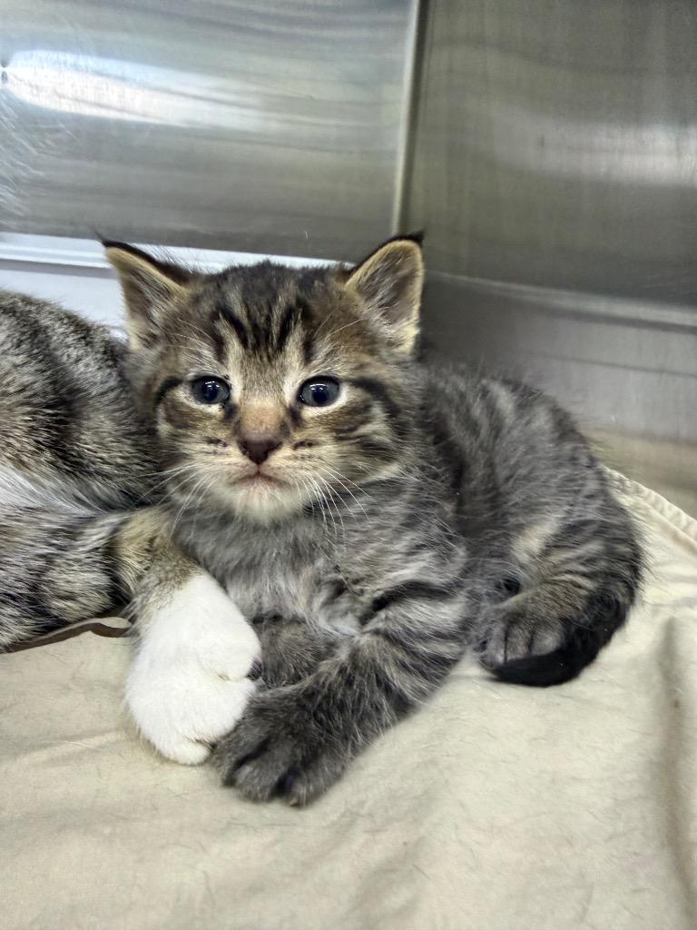 Enlarge Snuggles, a Adoptable mixed breed in Lagrange, IN image 1/1