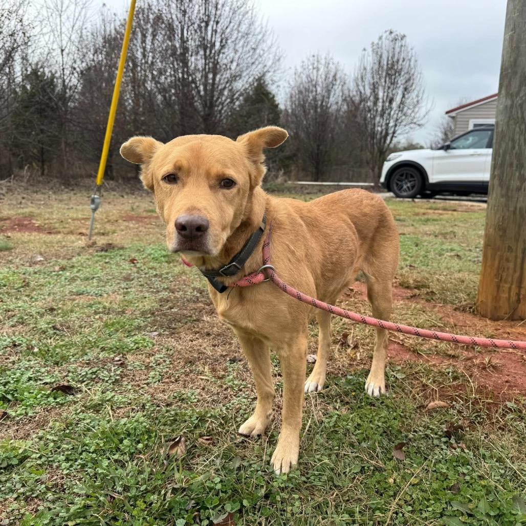 Enlarge Buddy, a Adoptable mixed breed in Odenville, AL image 1/1