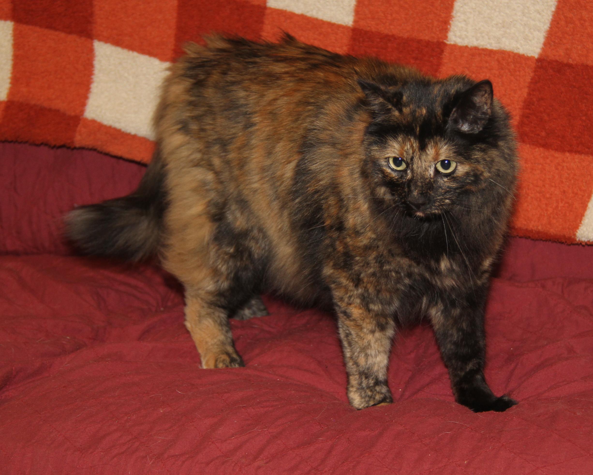 Georgia (Spayed) (Photos October 15th 2026) (Currently at WeLovPets), Adopted, Adult Female Tortoiseshell & Domestic Long Hair.