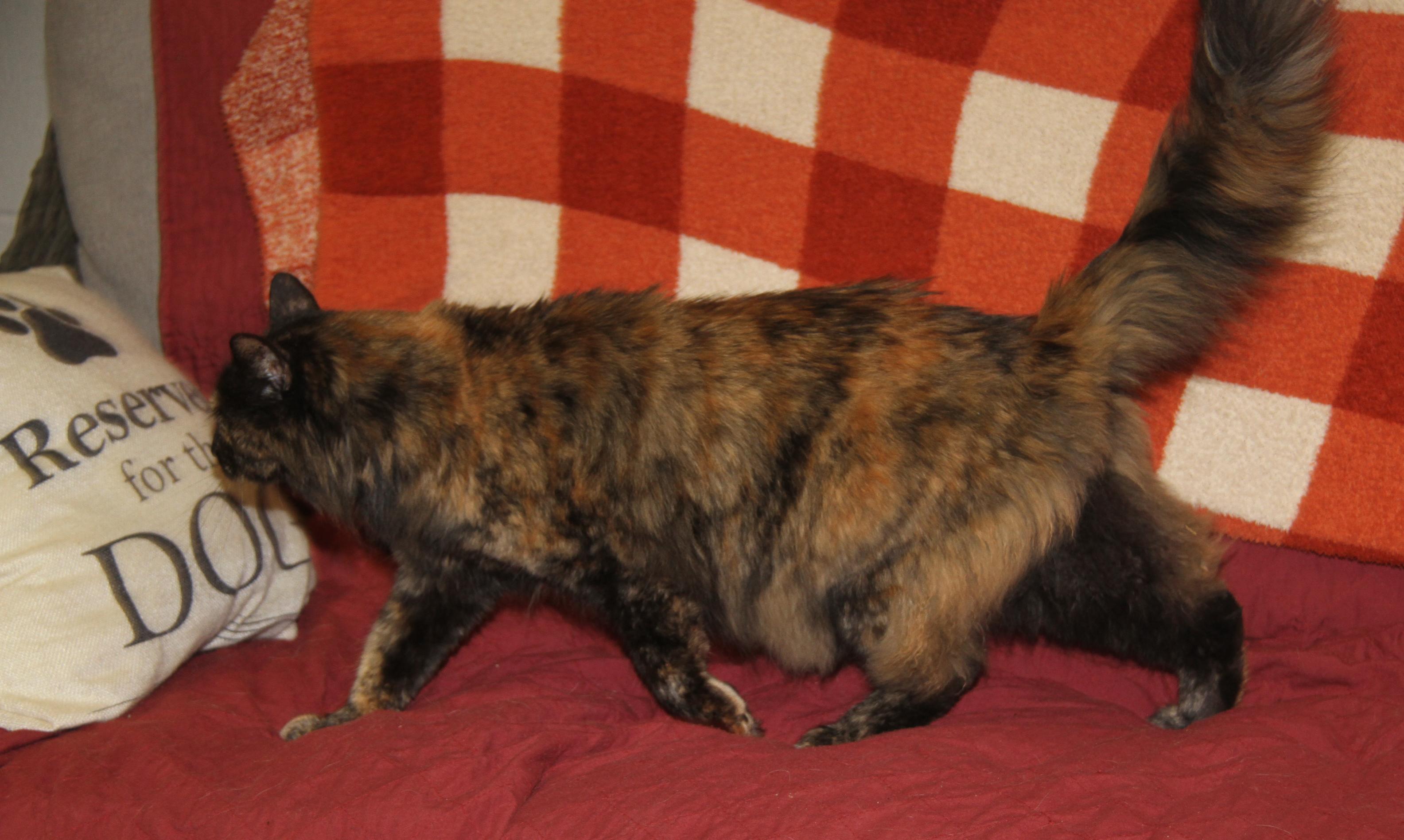 Enlarge Georgia (Spayed) (Photos October 15th 2026) (Currently at WeLovPets), a Adopted mixed breed in Marietta, OH image 4/6