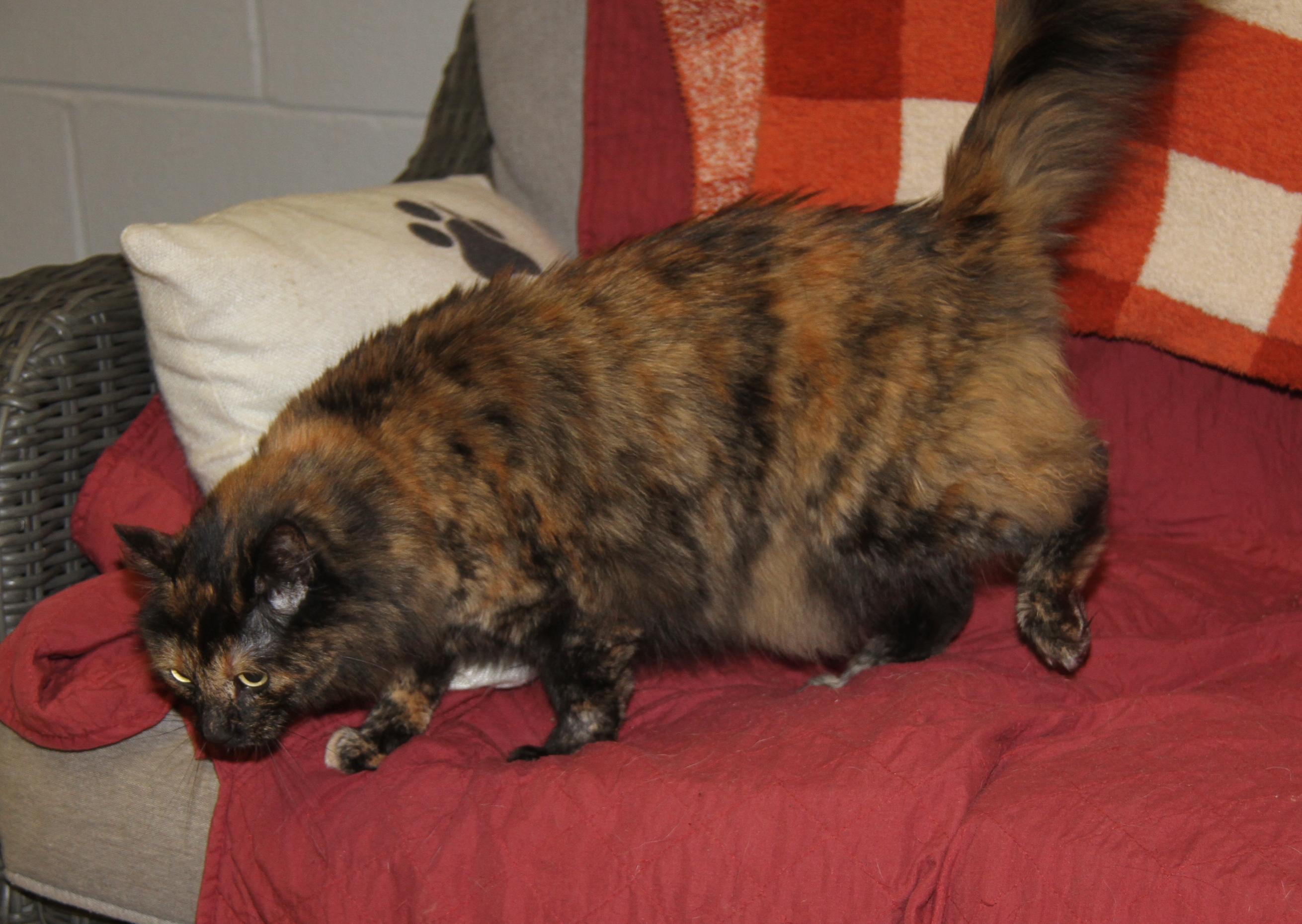 Enlarge Georgia (Spayed) (Photos October 15th 2026) (Currently at WeLovPets), a Adopted mixed breed in Marietta, OH image 5/6