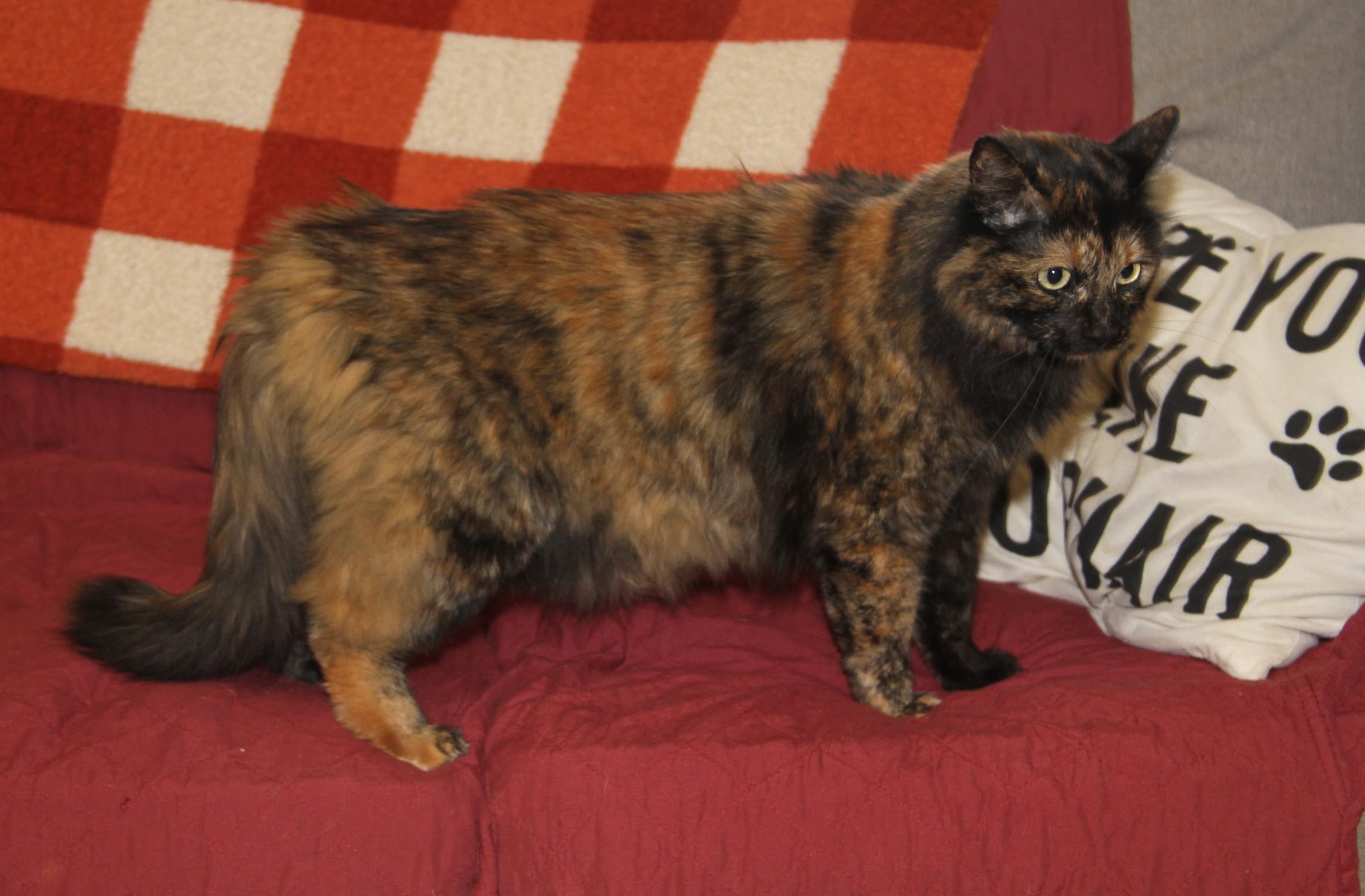 Enlarge Georgia (Spayed) (Photos October 15th 2026) (Currently at WeLovPets), a Adopted mixed breed in Marietta, OH image 3/6