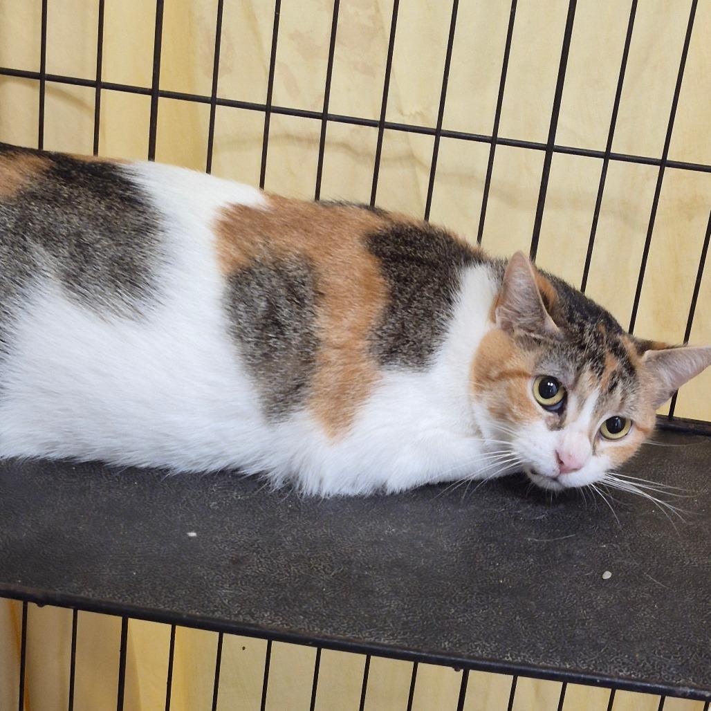Rhonda, Adoptable, Adult Female Domestic Short Hair.