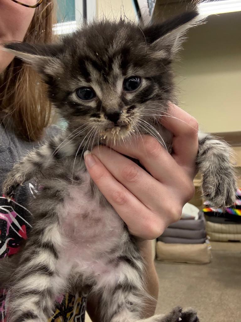 Enlarge Tufty/Clover, a Adopted mixed breed in Tampa, FL image 1/1