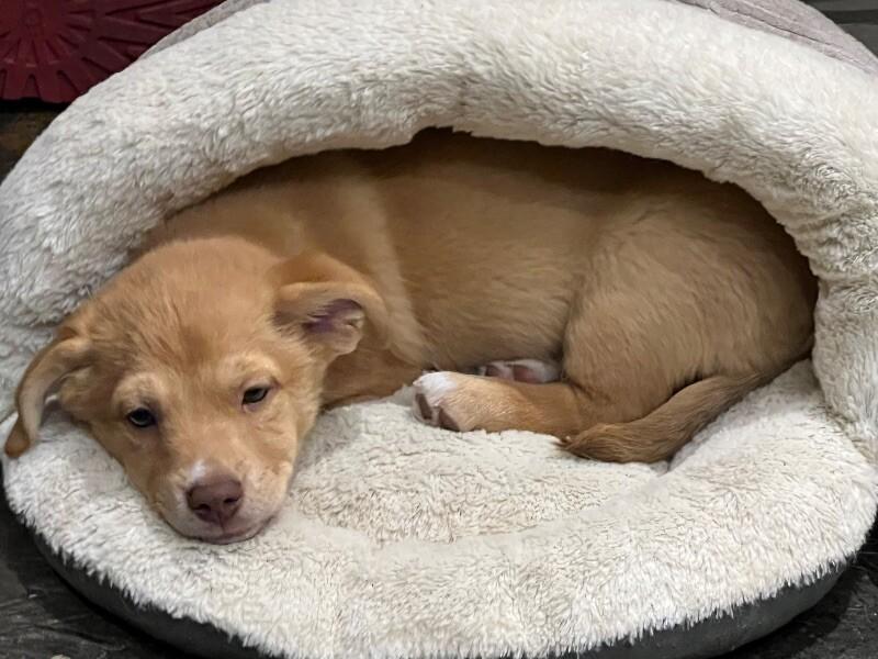 Enlarge Pink, a Adoptable mixed breed in Burbank, CA image 1/1