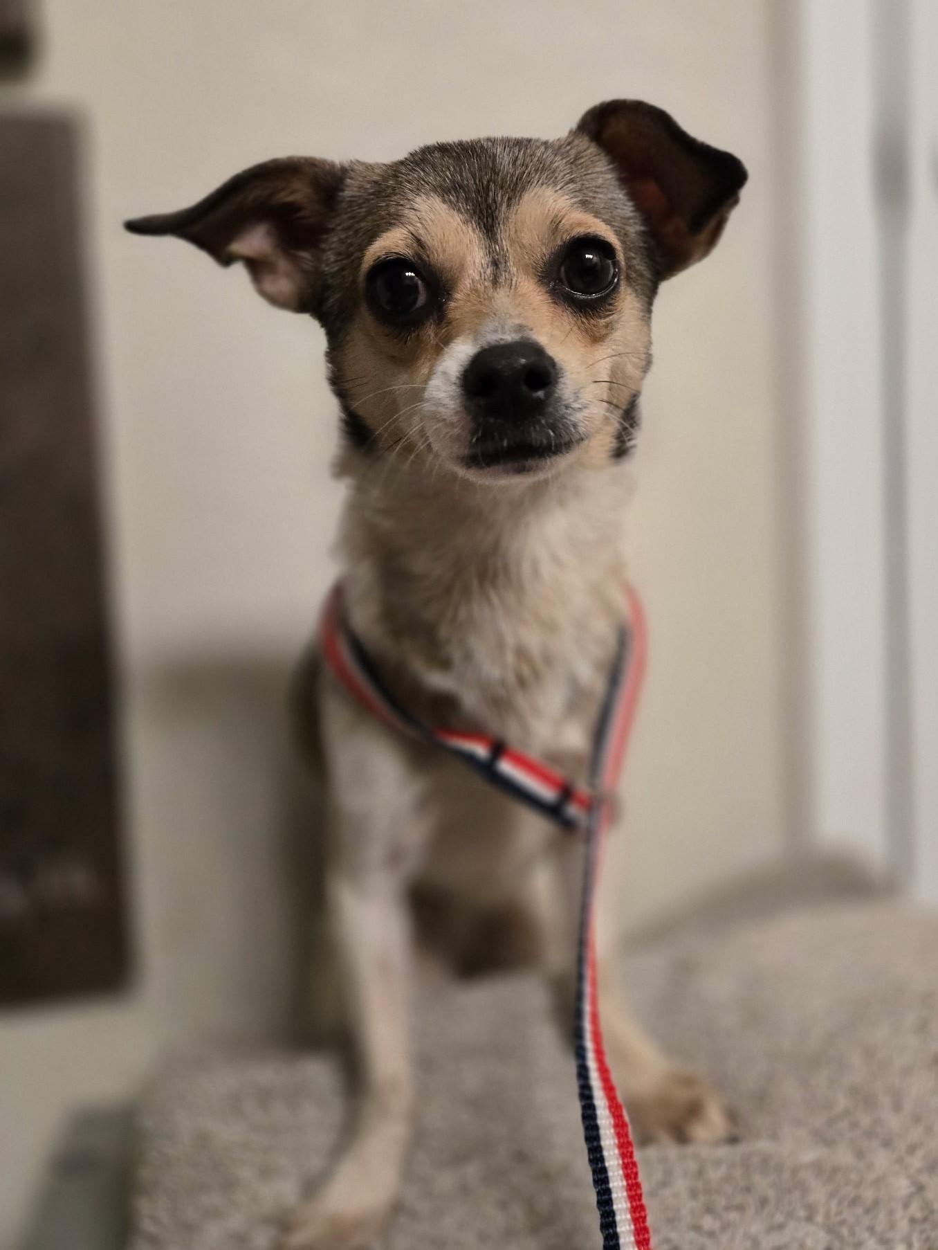 Enlarge Claire, a ADOPTABLE mixed breed in Albuquerque, NM image 1/1