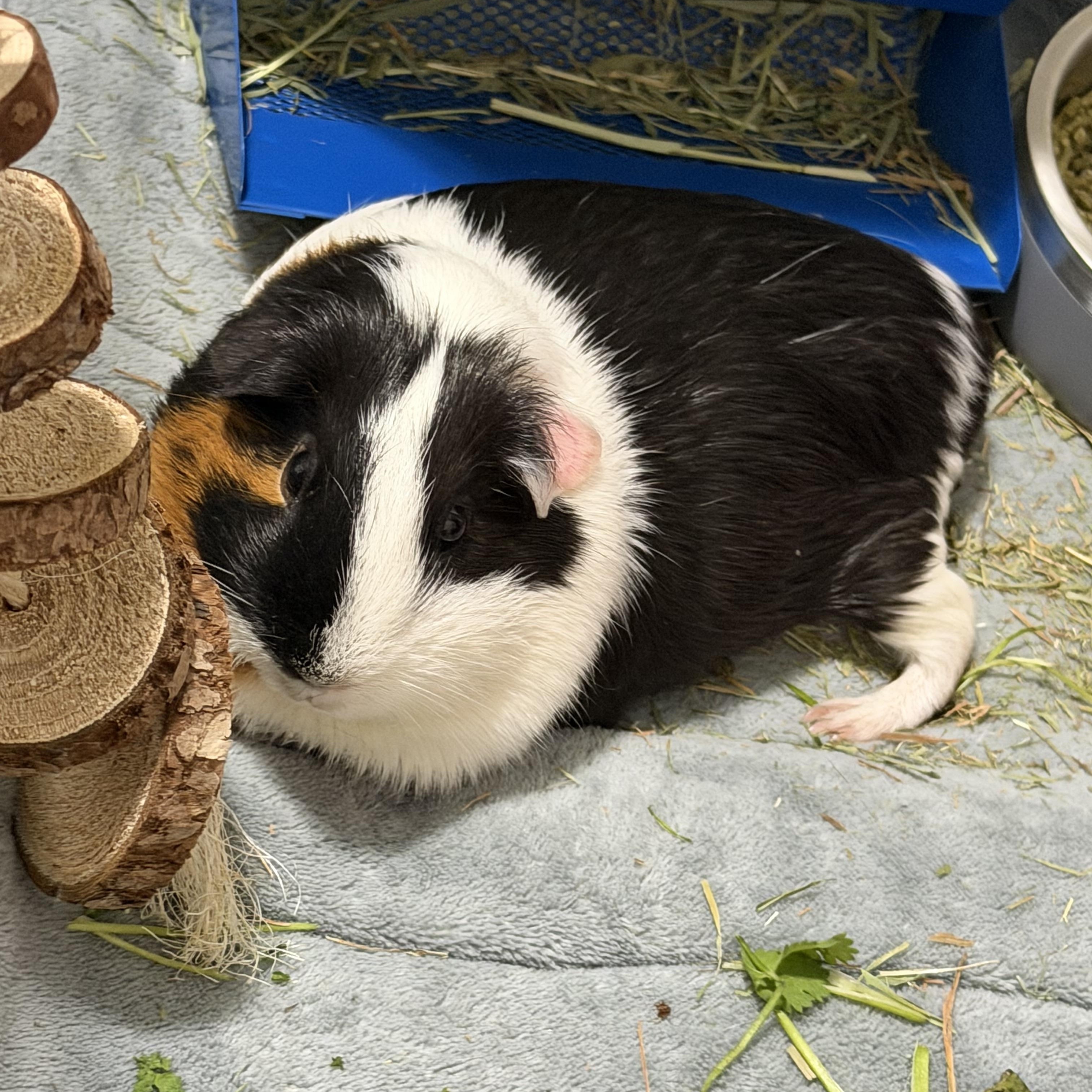 Petunia, a ADOPTABLE Short-Haired in Frederick, MD image 2/3