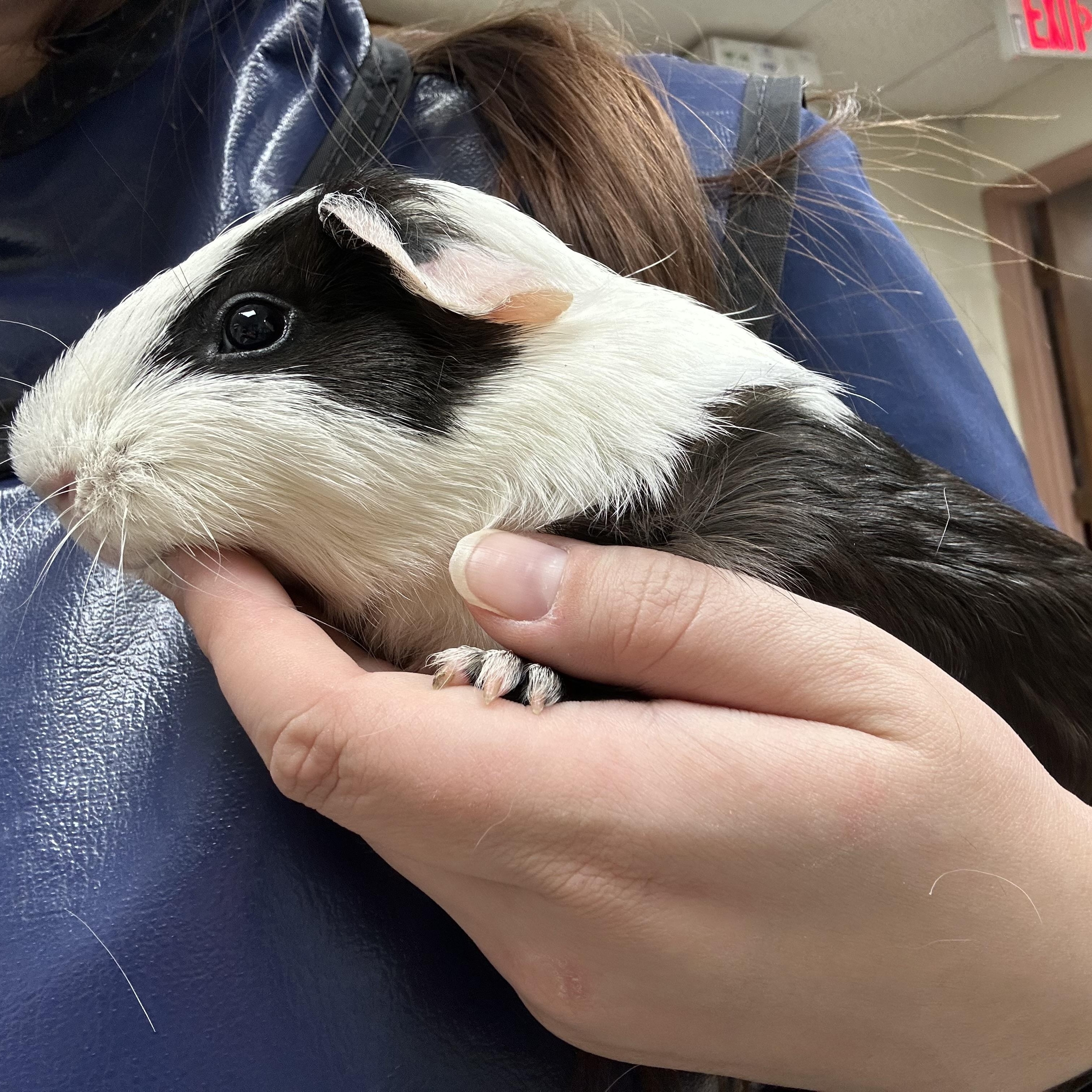 Petunia, ADOPTABLE, Adult Female Short-Haired.