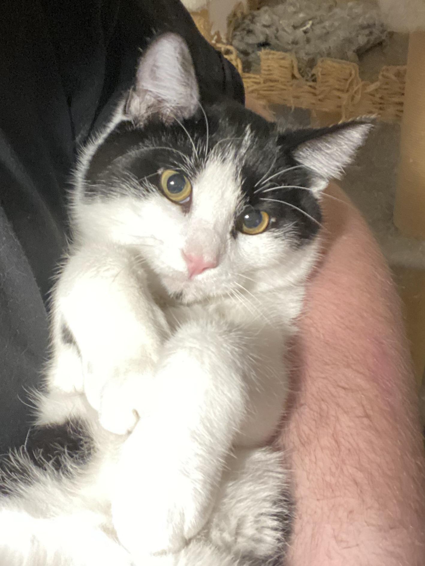 Enlarge Rosie, a Adopted Tuxedo in Mesa, AZ image 1/4