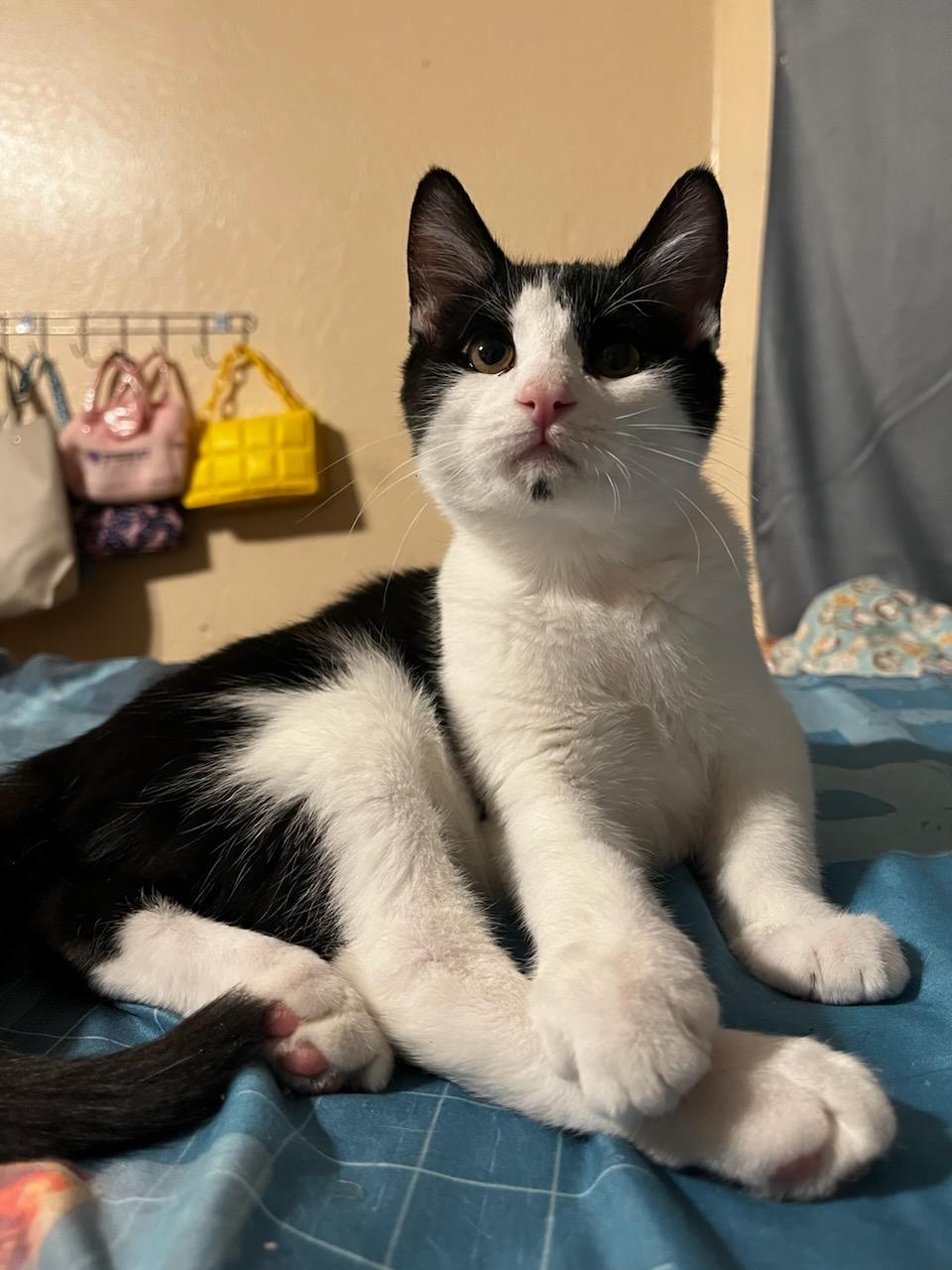 Enlarge Rosie, a Adopted Tuxedo in Mesa, AZ image 2/4