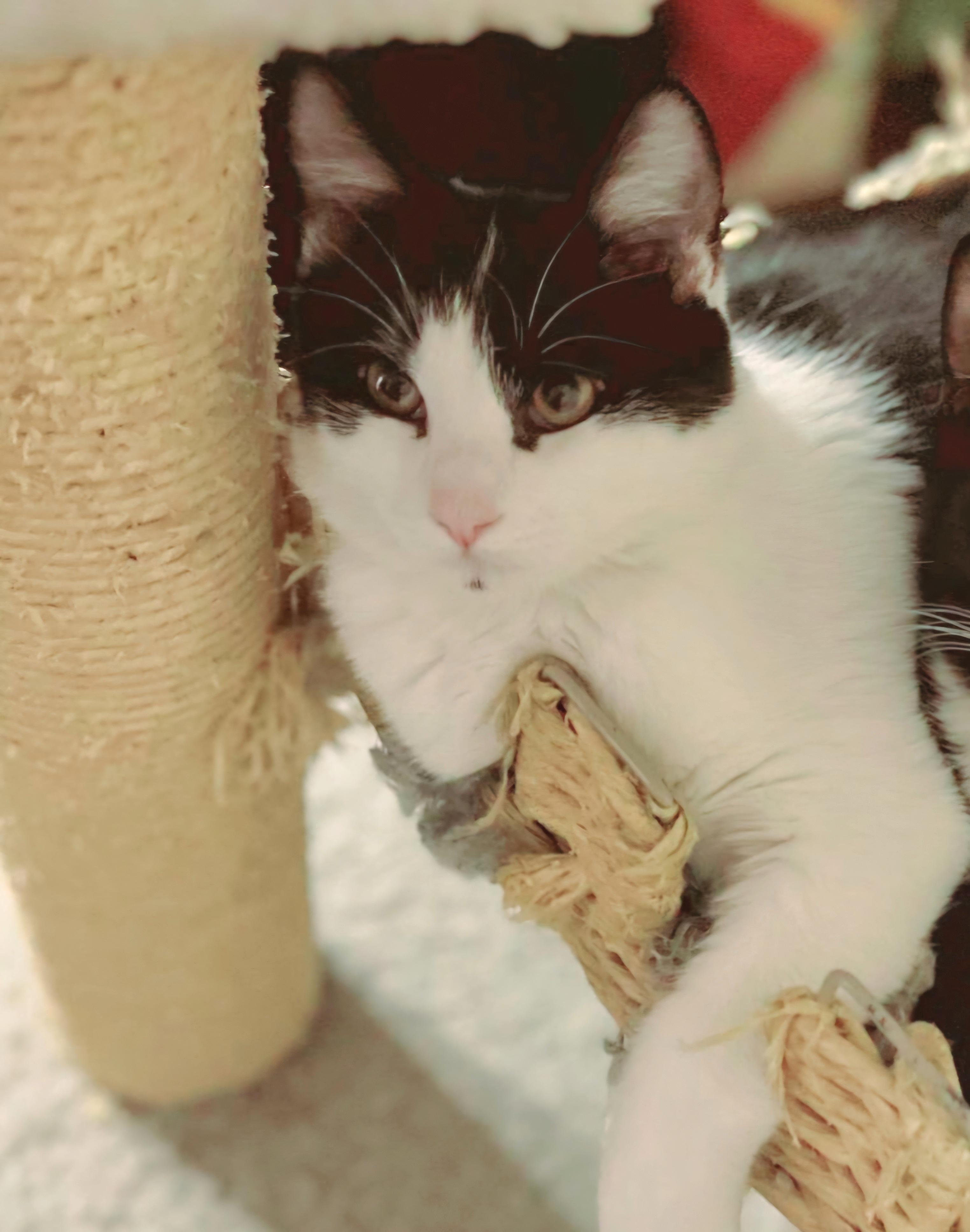 Enlarge Rosie, a Adopted Tuxedo in Mesa, AZ image 4/4