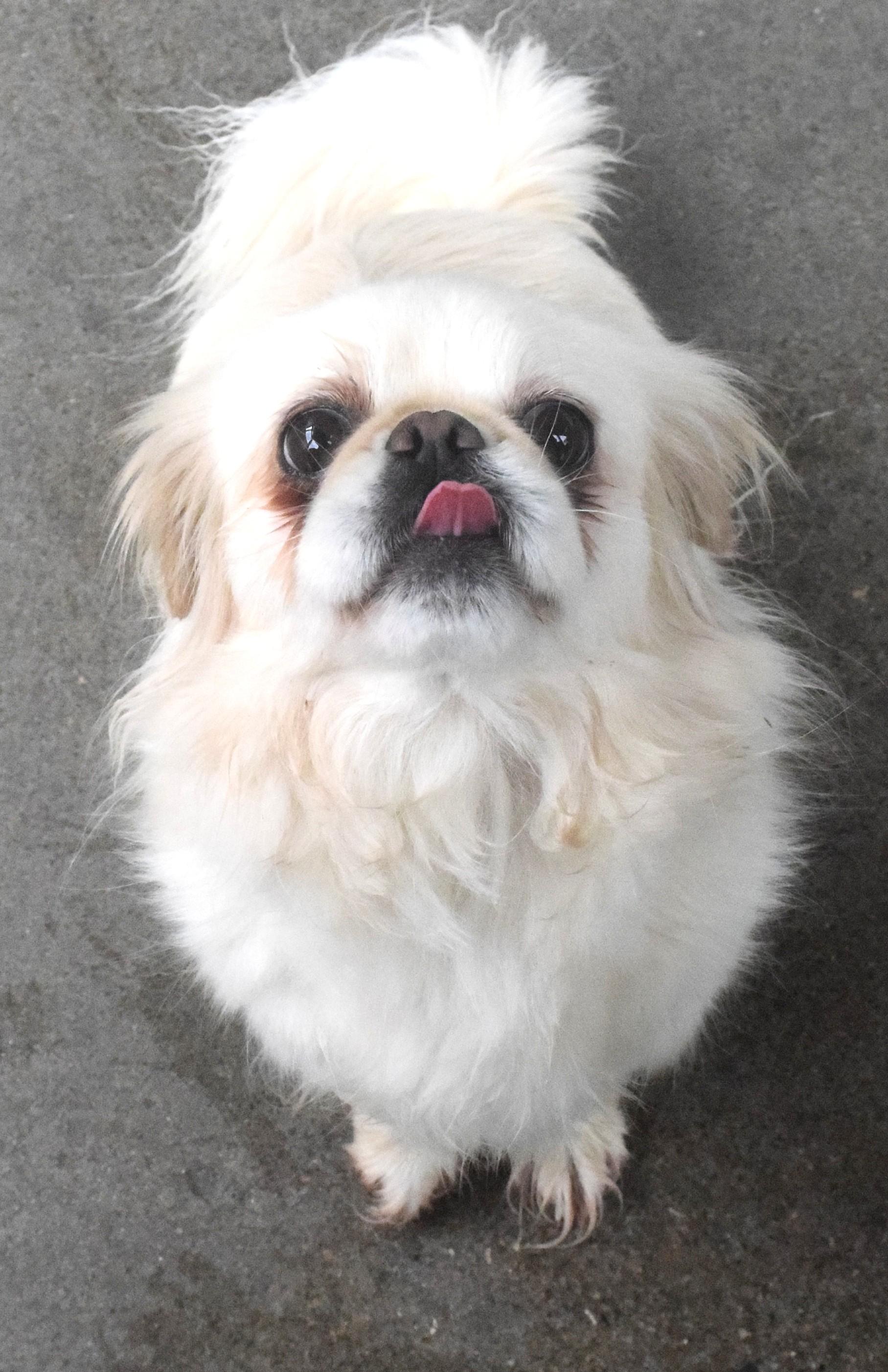 #22102, adopted, Adult Female Pekingese & Mixed Breed.