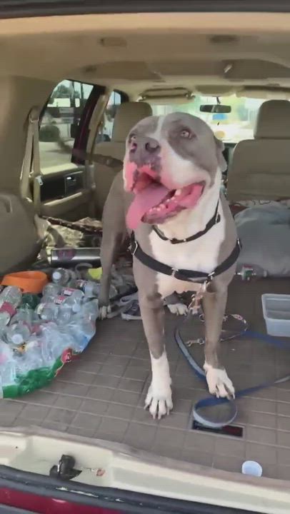 Enlarge Clarence, a Adopted mixed breed in Phoenix, AZ video 6/11