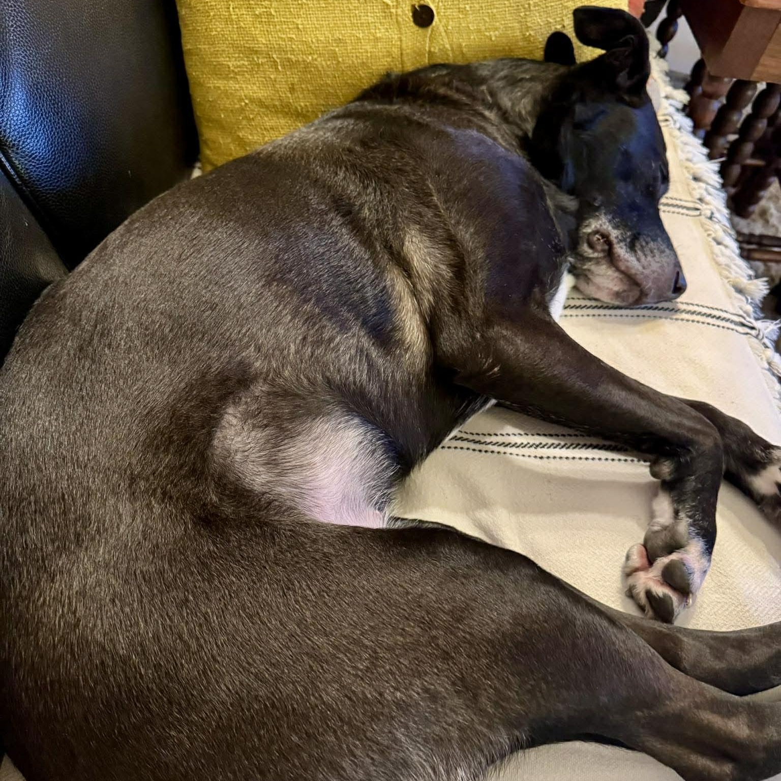 Poppy — thumbnail 2